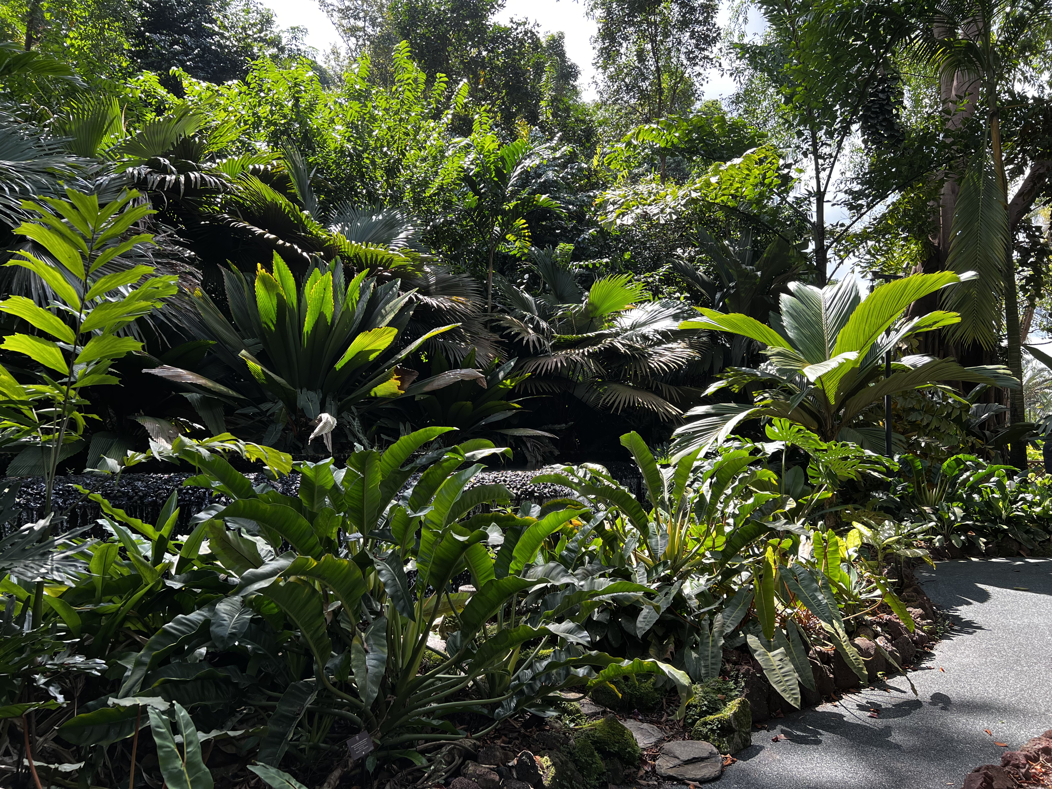 Picture Singapore Singapore Botanic Gardens 2023-01 25 - History Singapore Botanic Gardens