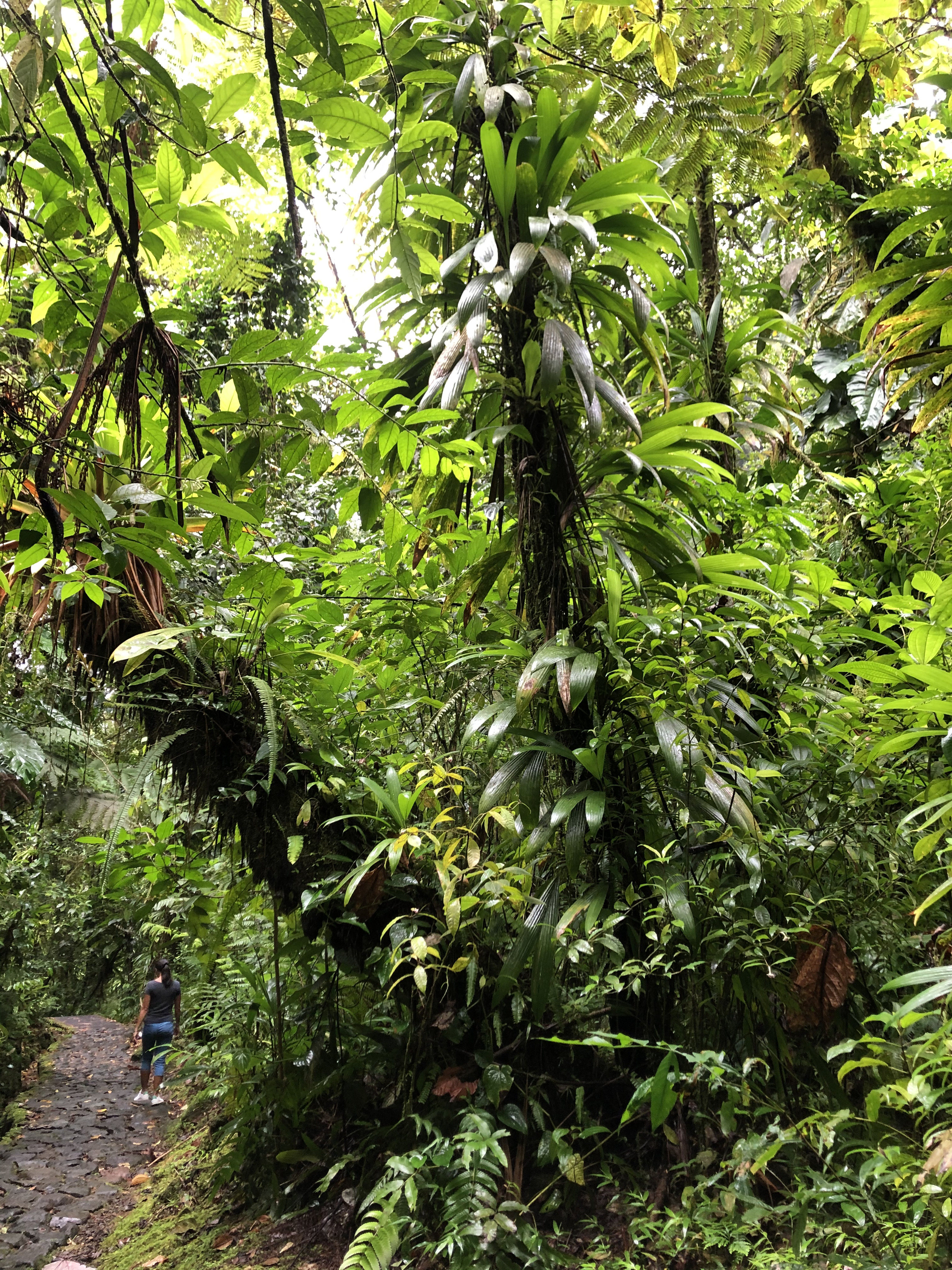 Picture Guadeloupe Carbet Falls 2021-02 18 - Tour Carbet Falls