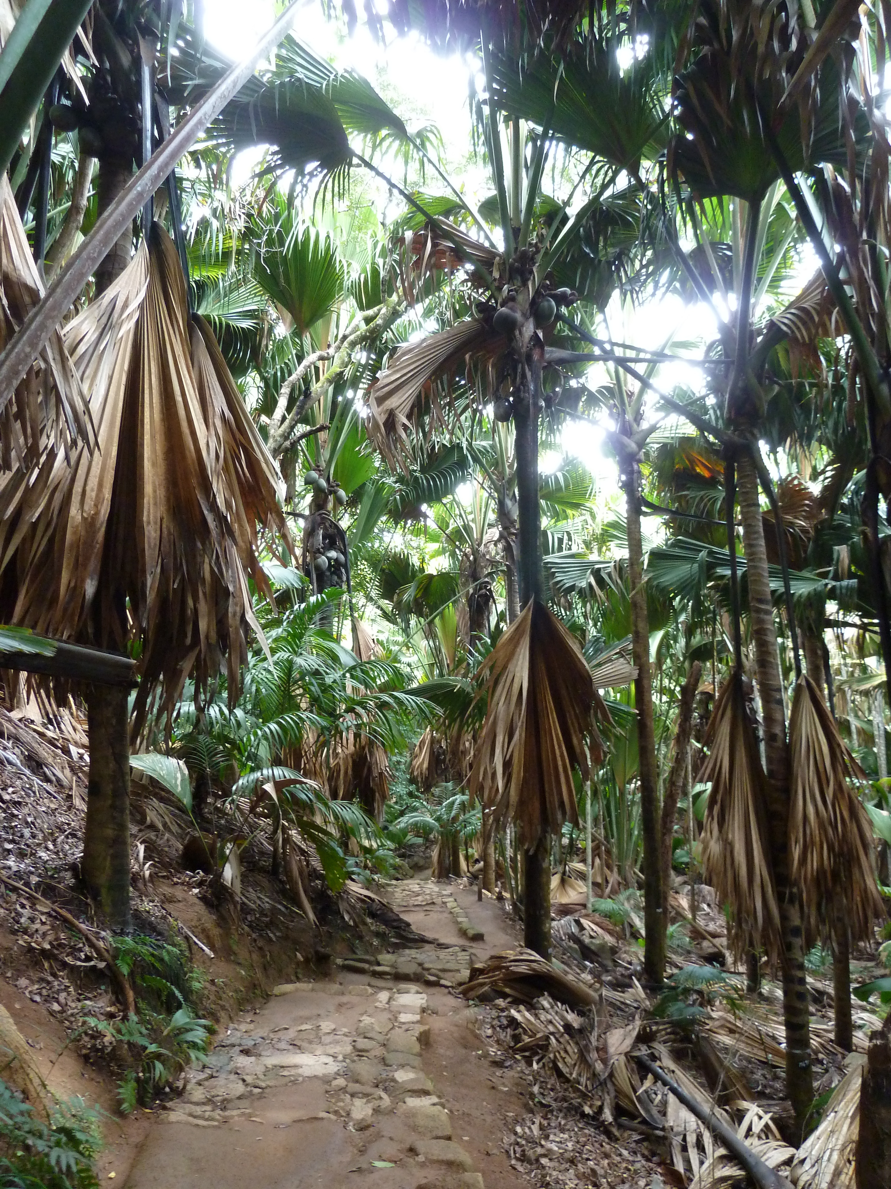 Picture Seychelles Vallee de Mai 2011-10 0 - Center Vallee de Mai