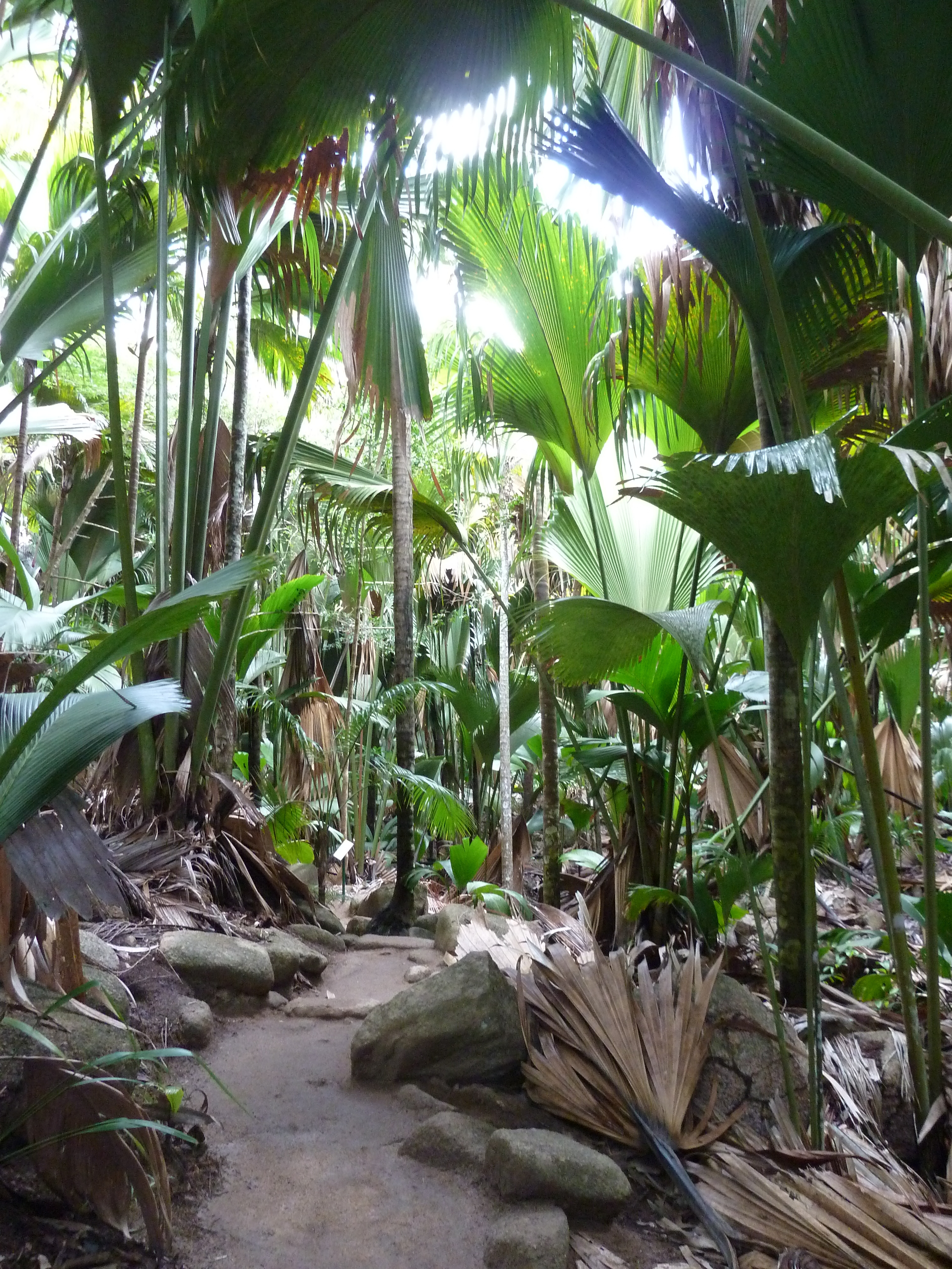 Picture Seychelles Vallee de Mai 2011-10 16 - Discovery Vallee de Mai