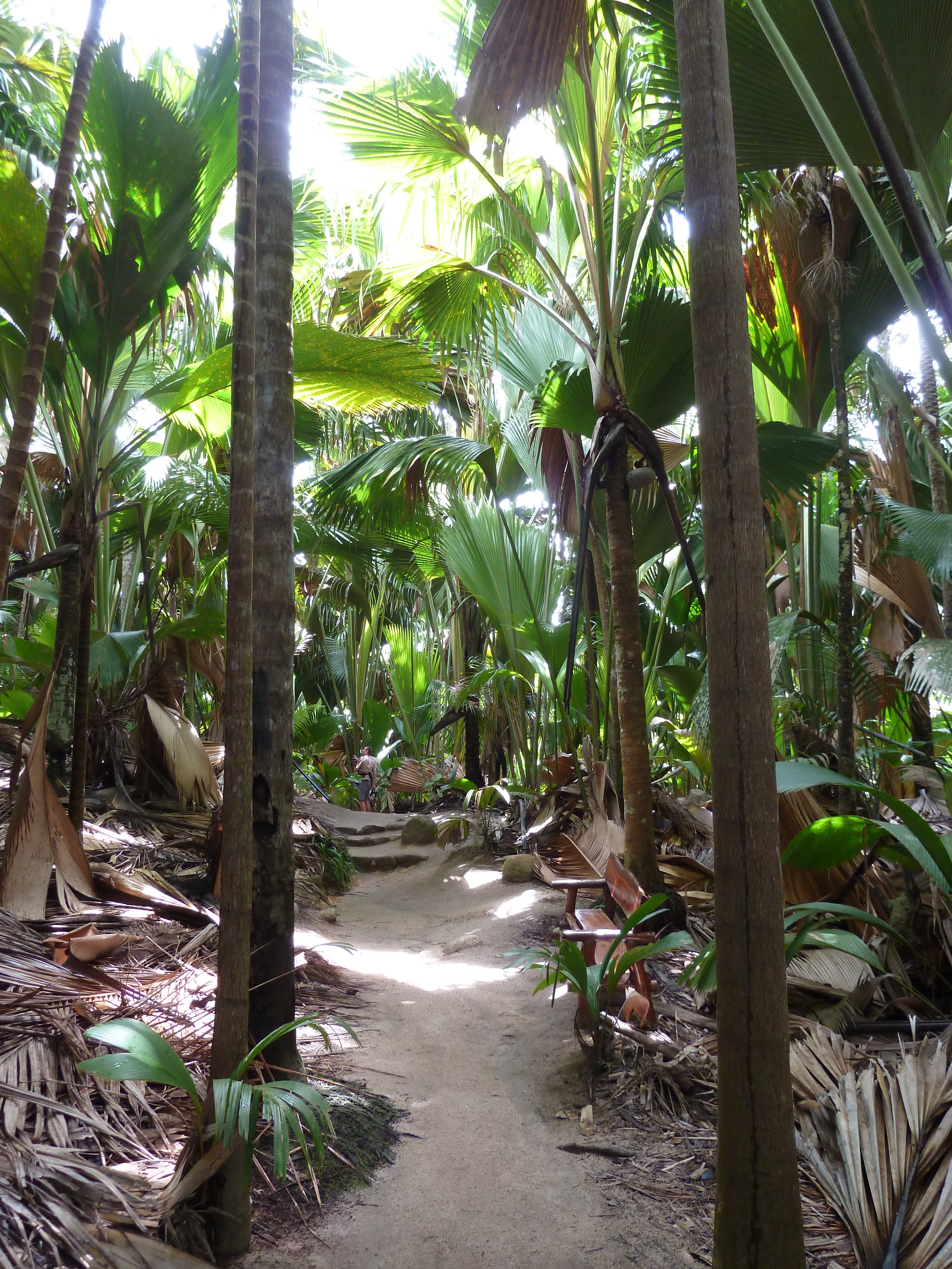 Picture Seychelles Vallee de Mai 2011-10 89 - Discovery Vallee de Mai