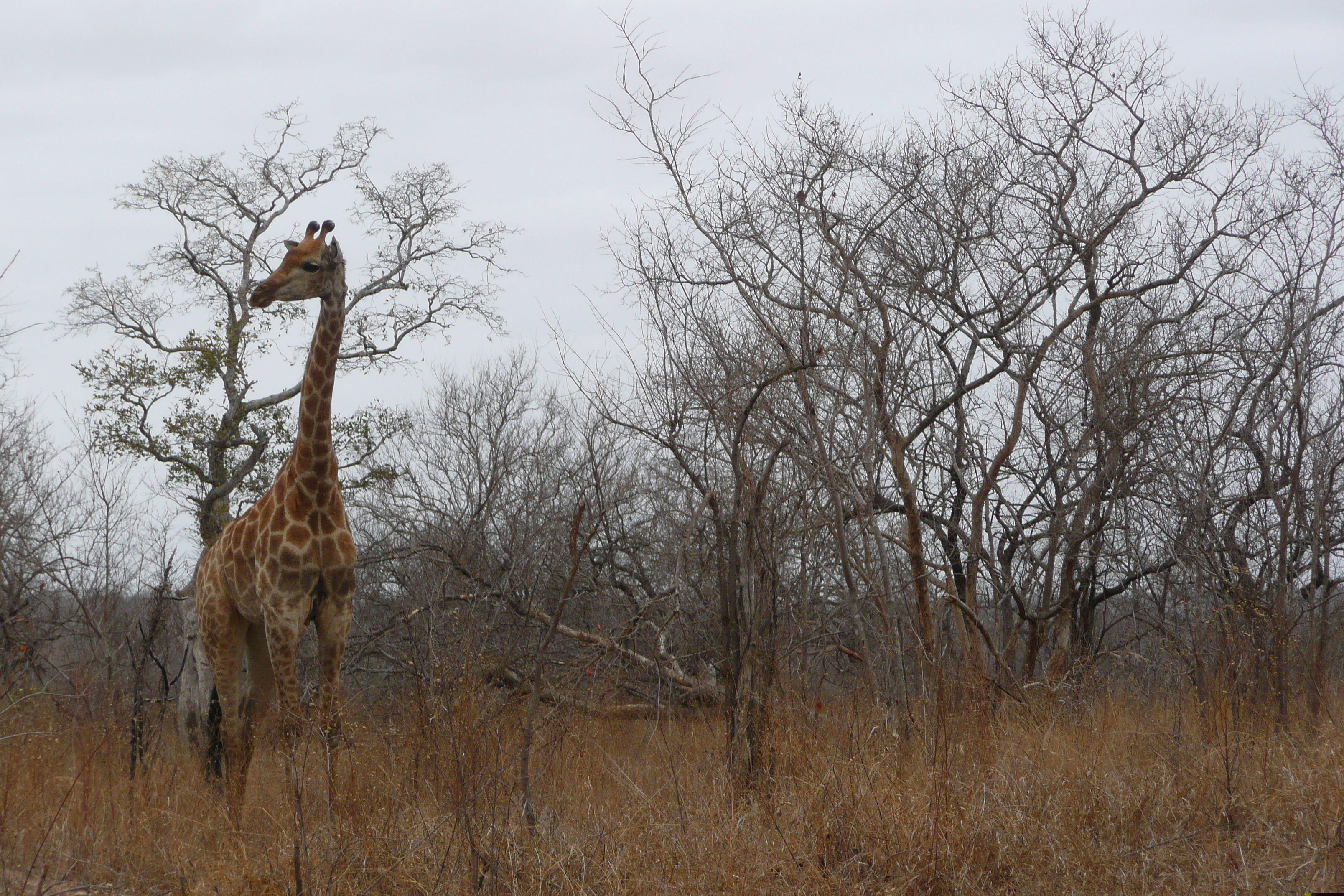 Picture South Africa Kruger National Park 2008-09 129 - History Kruger National Park