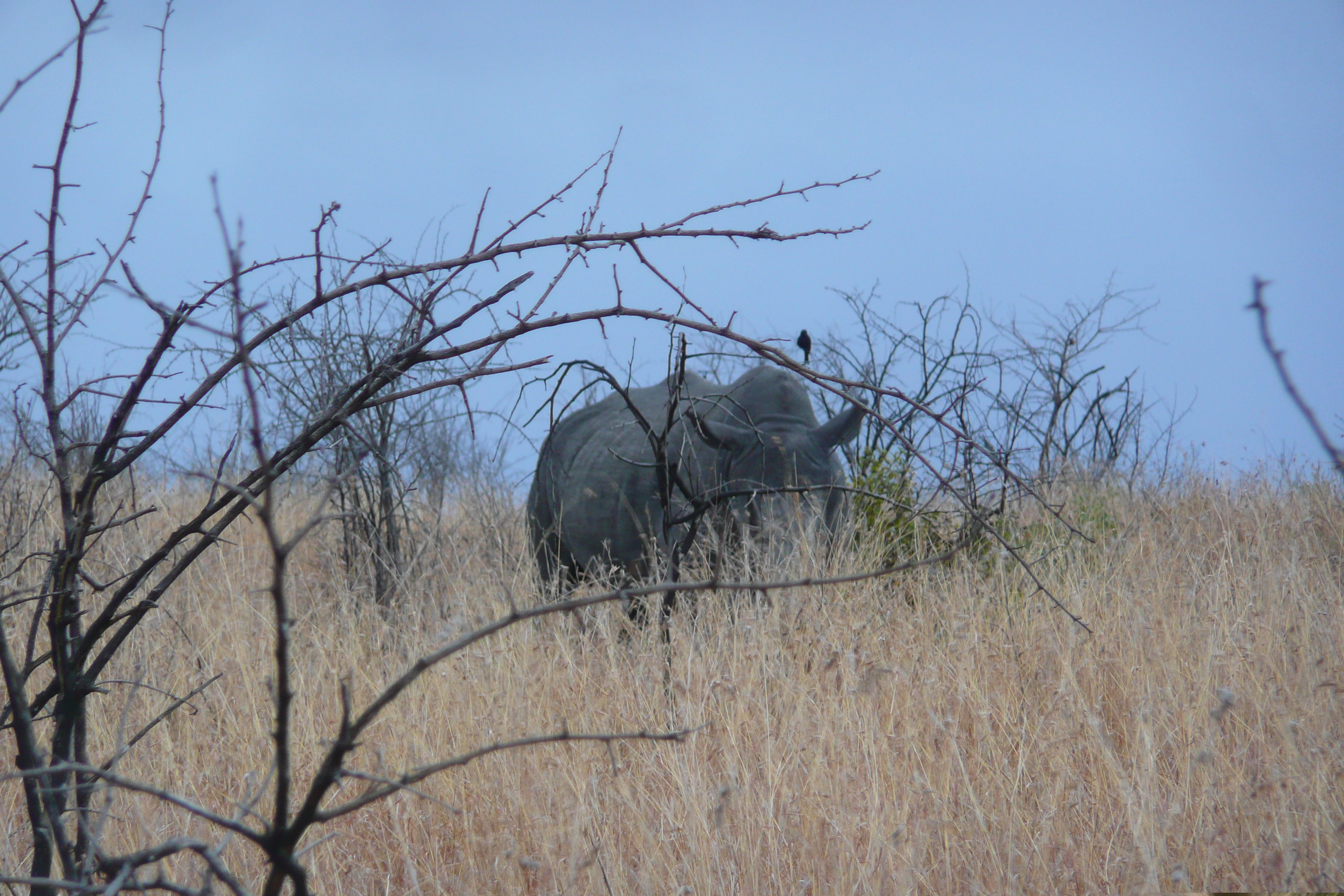 Picture South Africa Kruger National Park 2008-09 150 - Journey Kruger National Park