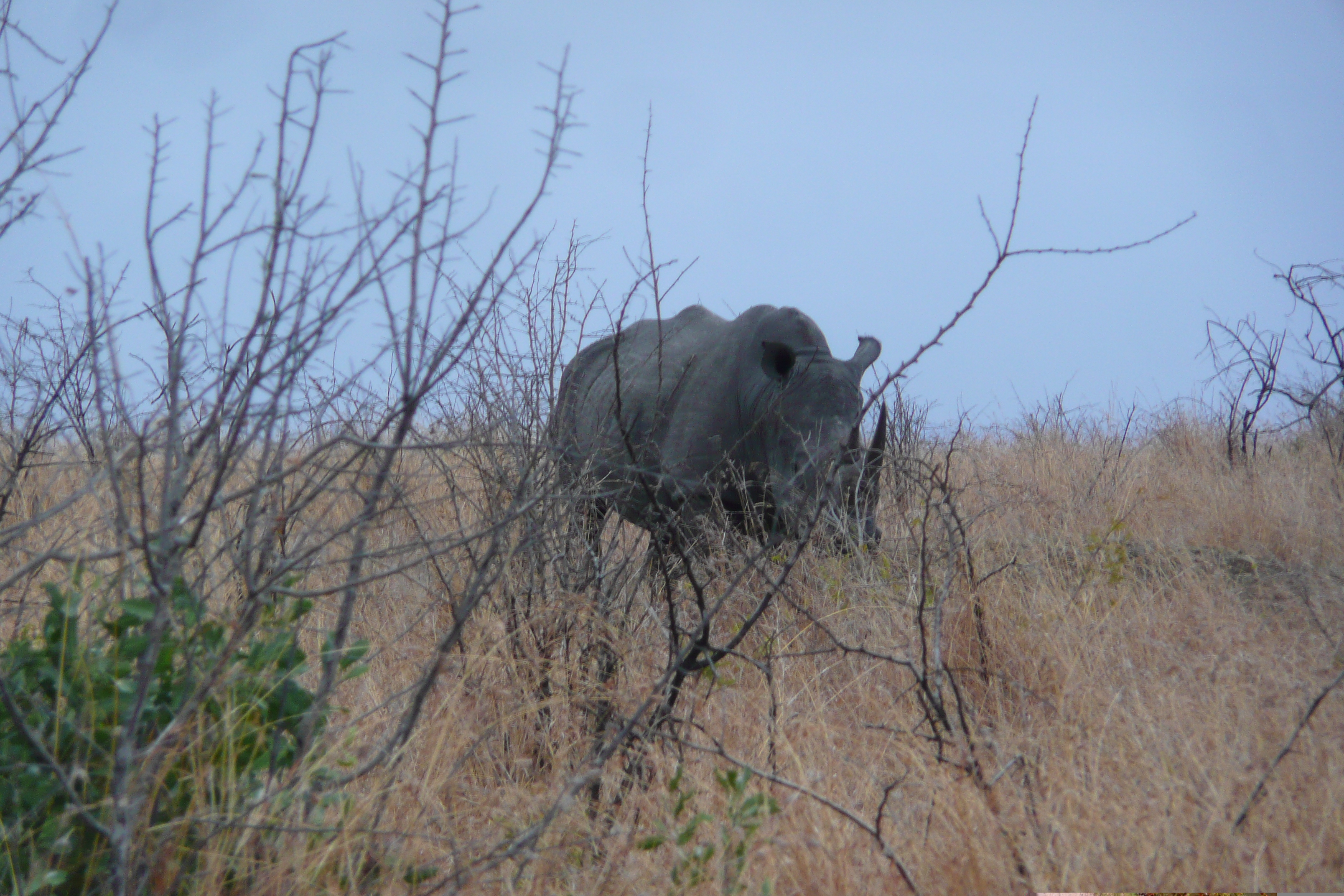 Picture South Africa Kruger National Park 2008-09 56 - Journey Kruger National Park