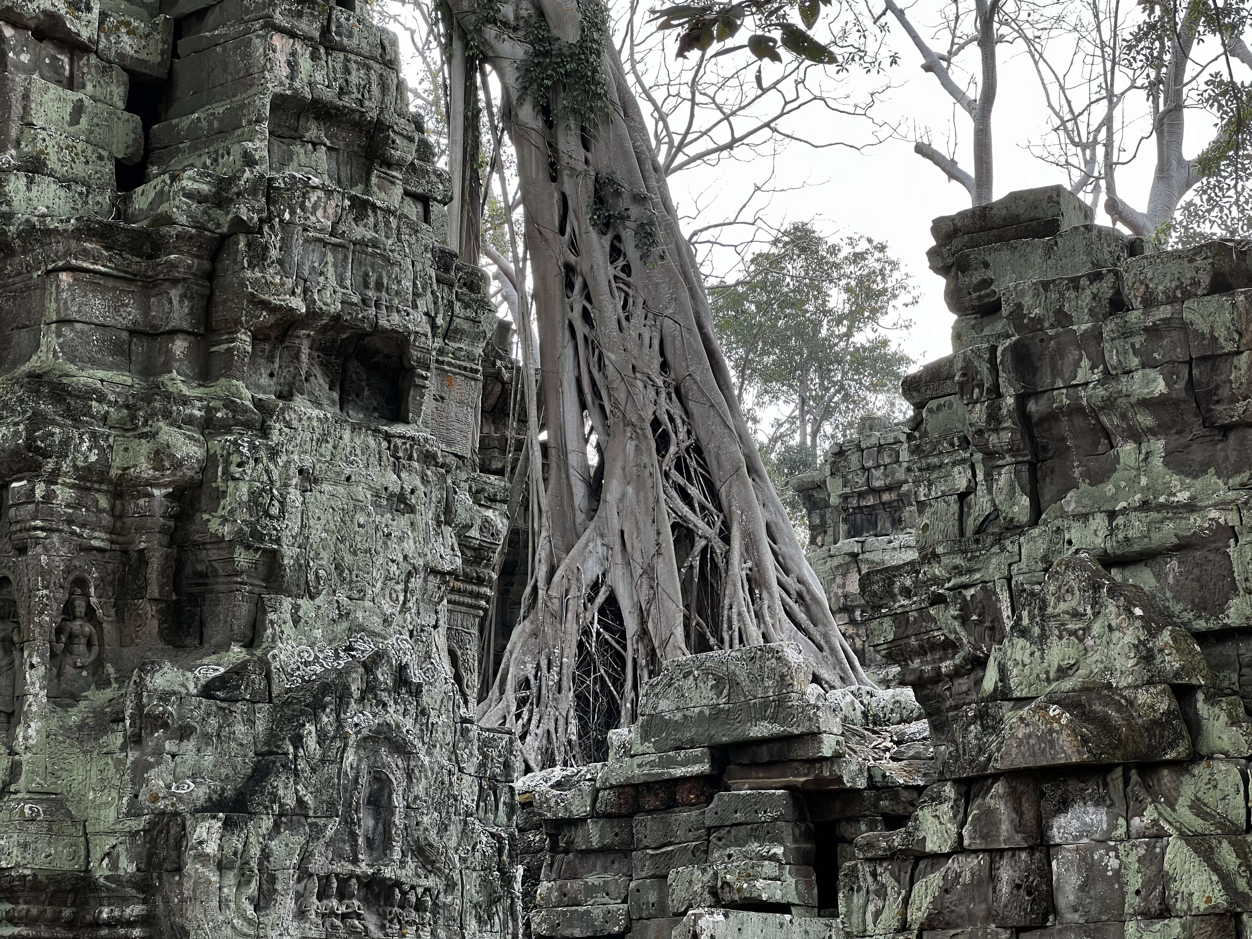 Picture Cambodia Siem Reap Ta Prohm 2023-01 130 - Tour Ta Prohm