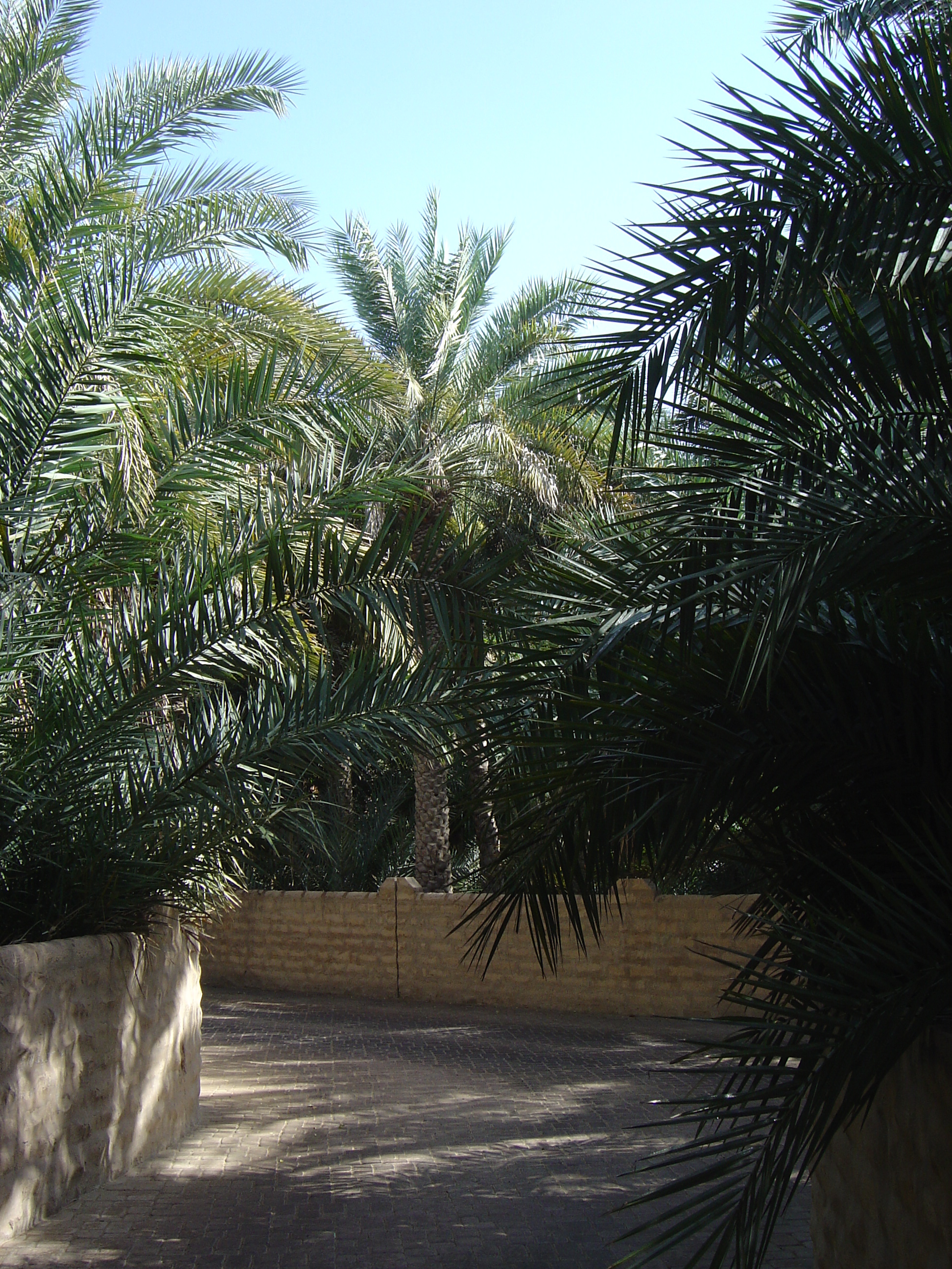 Picture United Arab Emirates Al Ain Al Ain Oasis 2005-03 19 - Recreation Al Ain Oasis