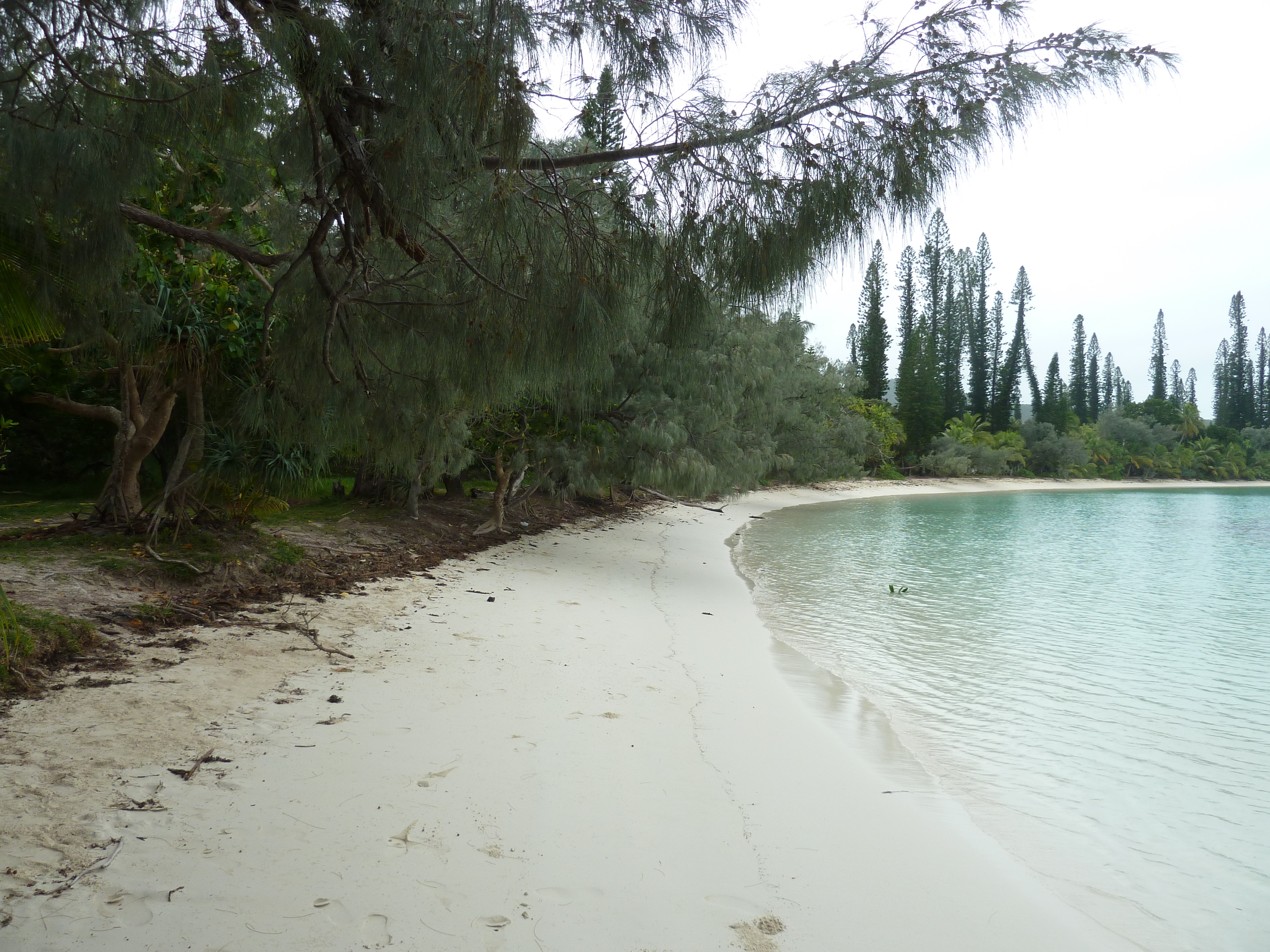 Picture New Caledonia Ile des pins Kuto Beach 2010-05 42 - Around Kuto Beach