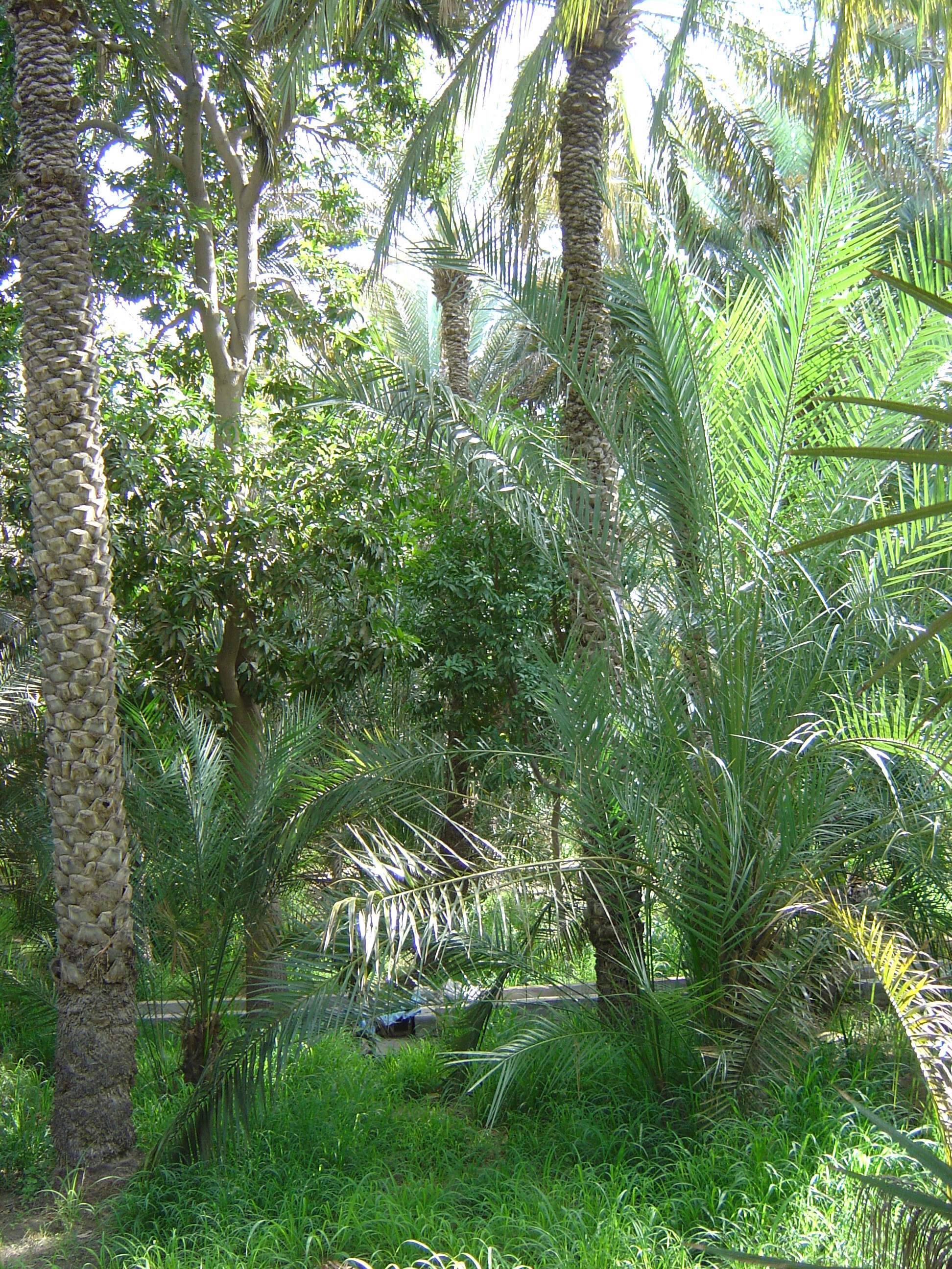 Picture United Arab Emirates Al Ain Al Ain Oasis 2005-03 18 - History Al Ain Oasis