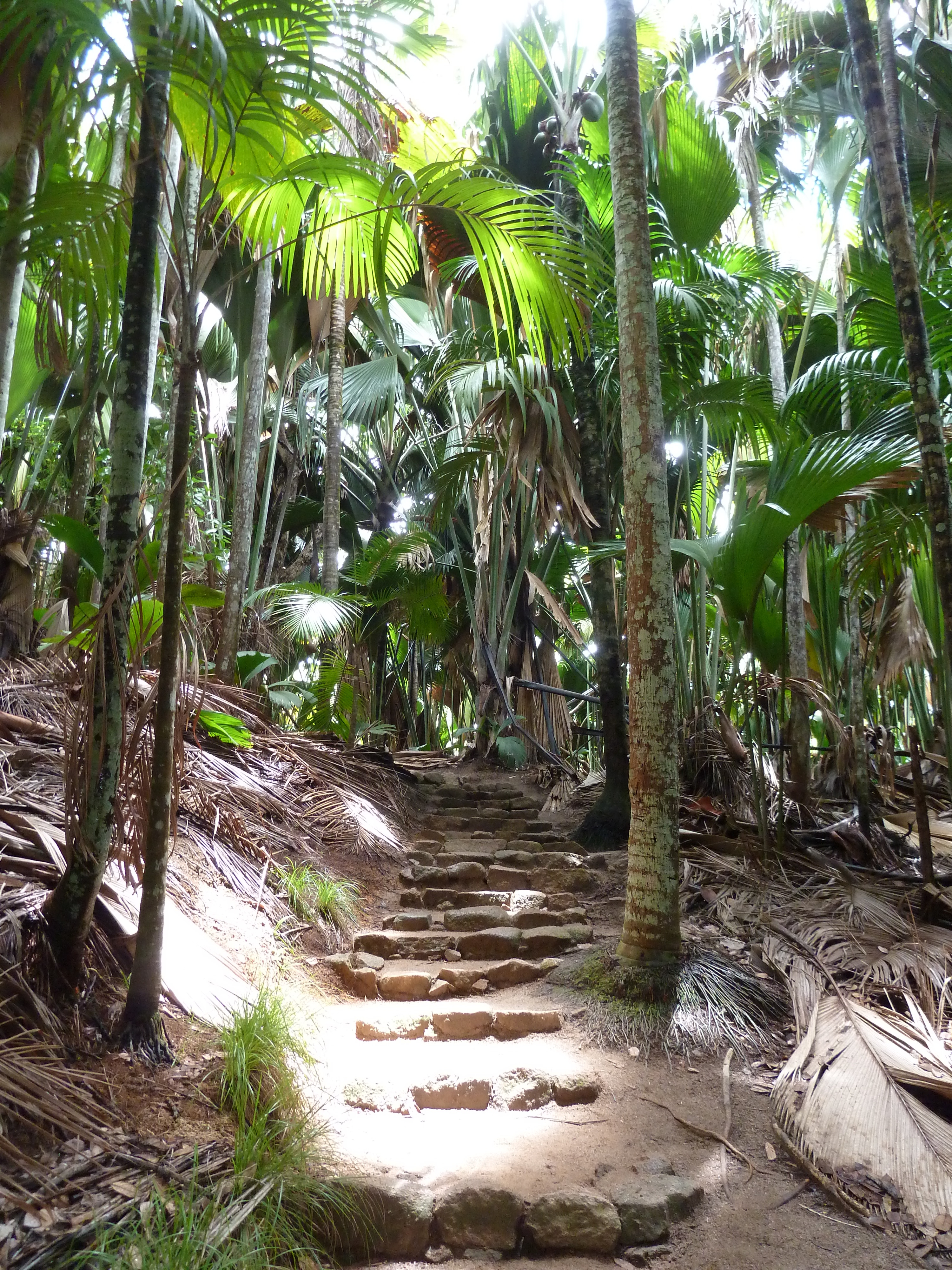 Picture Seychelles Vallee de Mai 2011-10 1 - Center Vallee de Mai