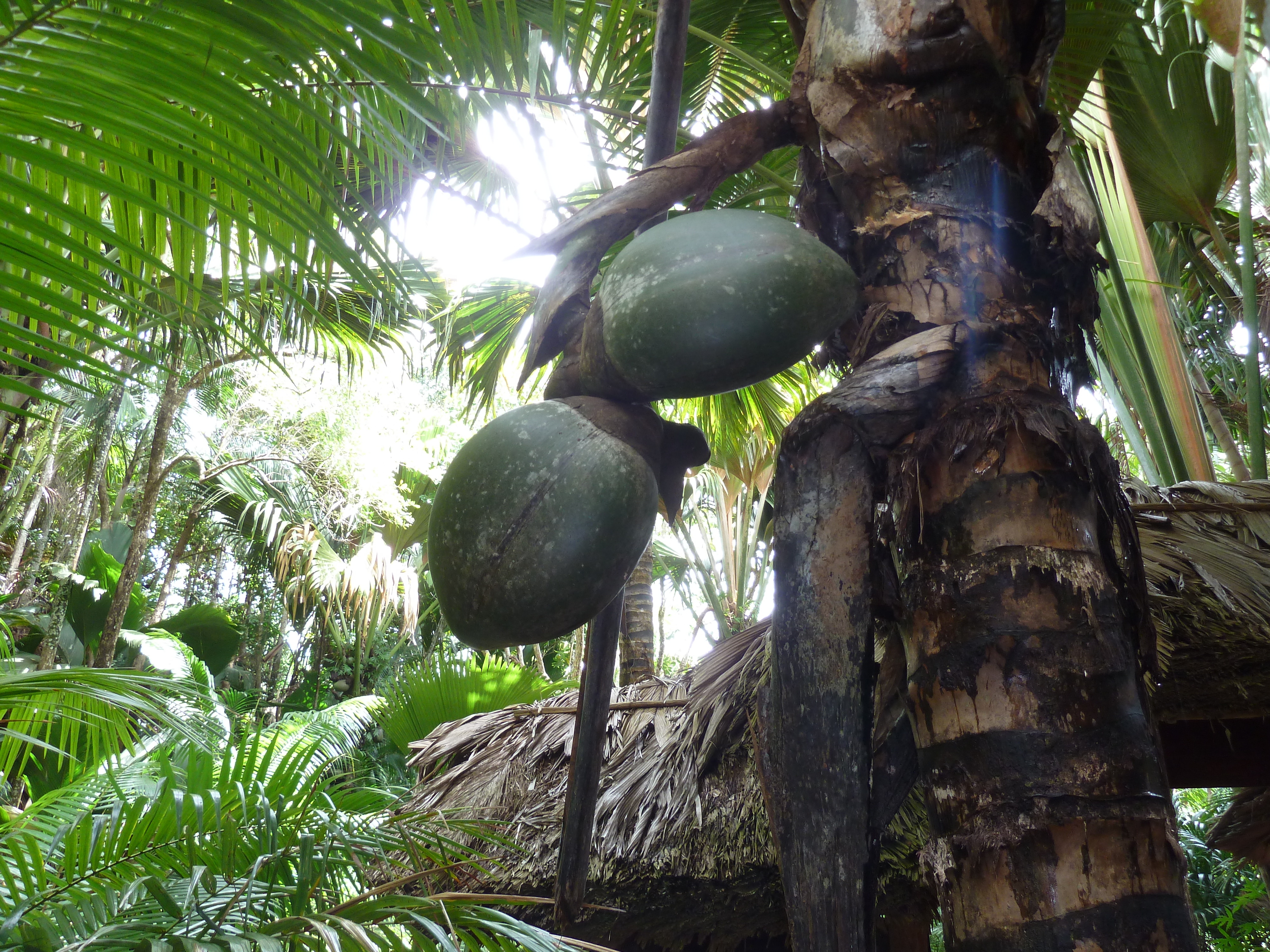 Picture Seychelles Vallee de Mai 2011-10 28 - Journey Vallee de Mai