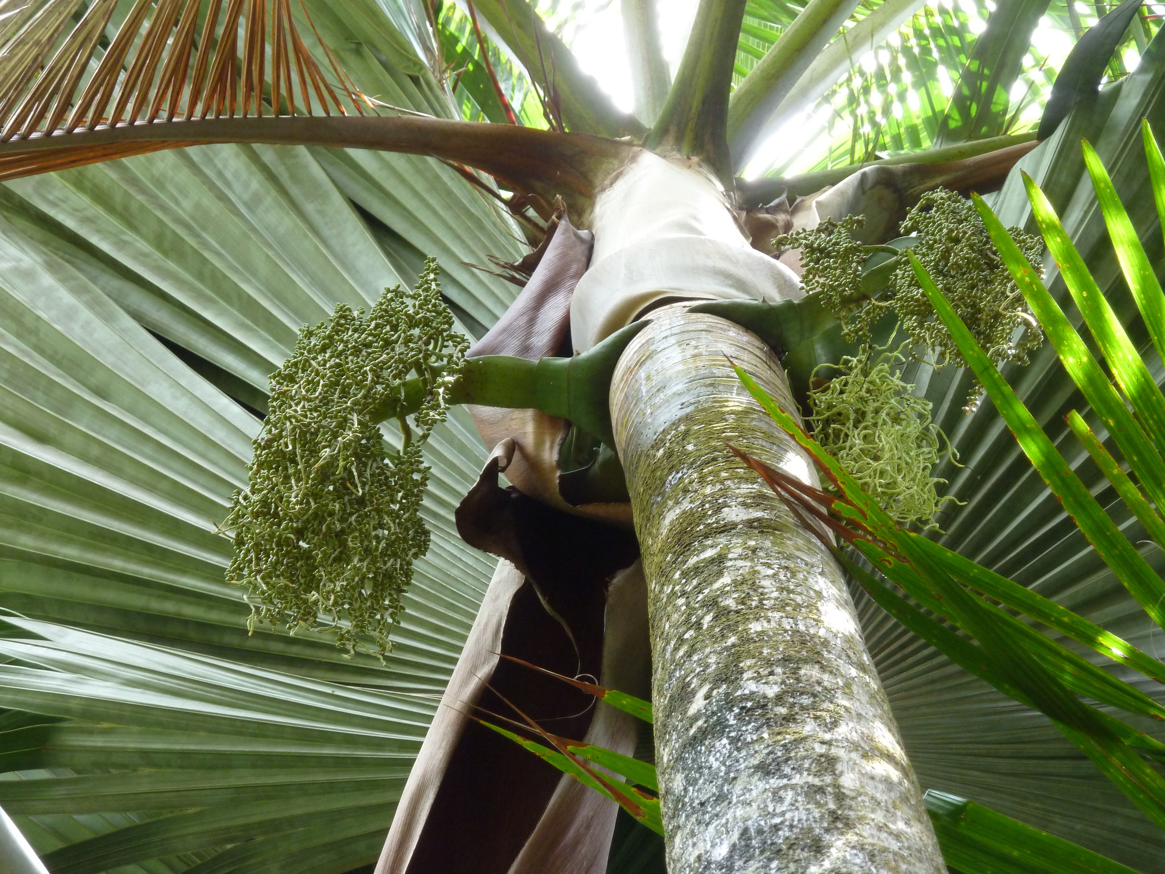 Picture Seychelles Vallee de Mai 2011-10 18 - Tour Vallee de Mai