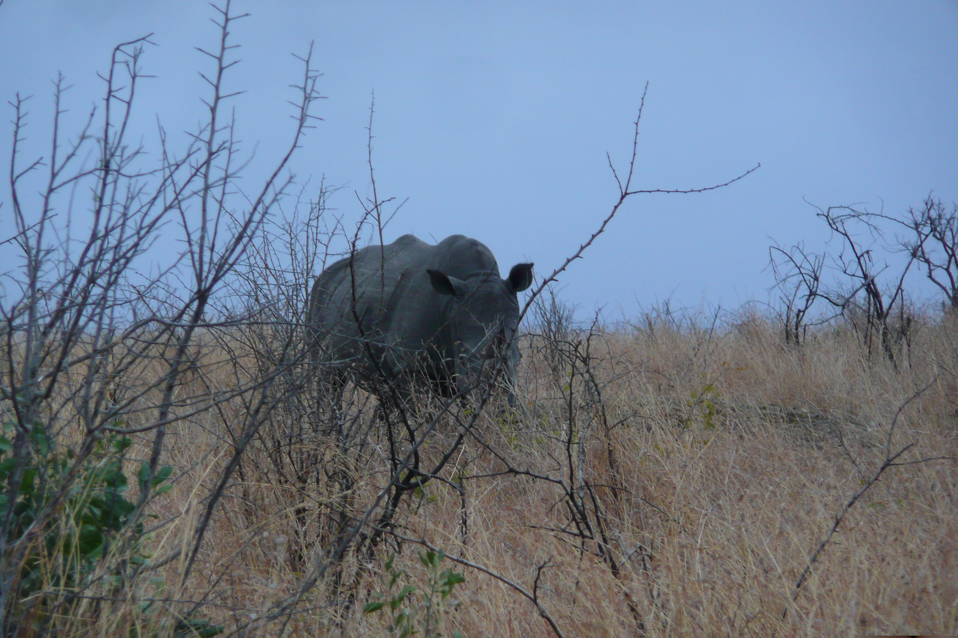 Picture South Africa Kruger National Park 2008-09 151 - Center Kruger National Park