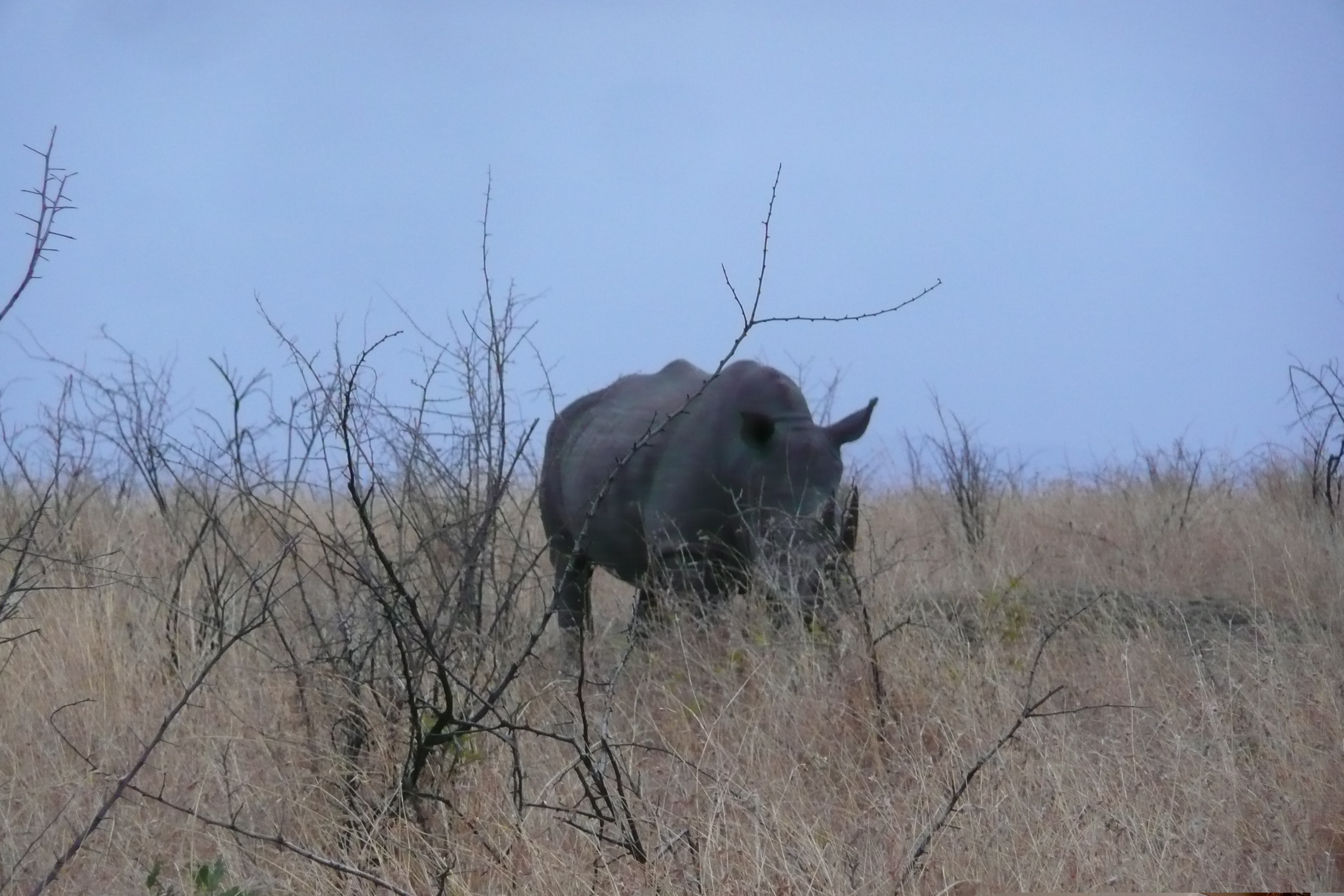 Picture South Africa Kruger National Park 2008-09 168 - Tours Kruger National Park