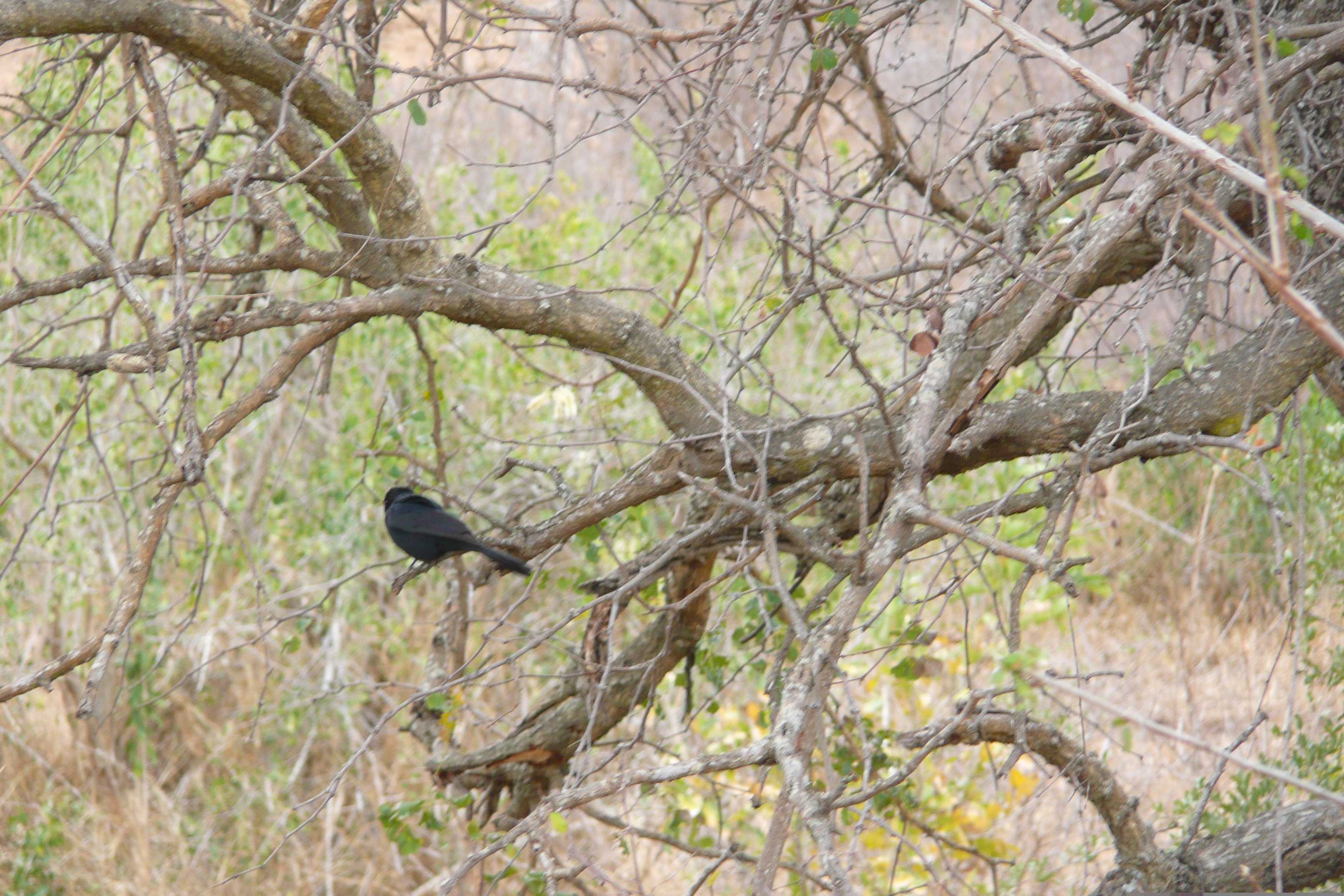 Picture South Africa Kruger National Park 2008-09 25 - Journey Kruger National Park