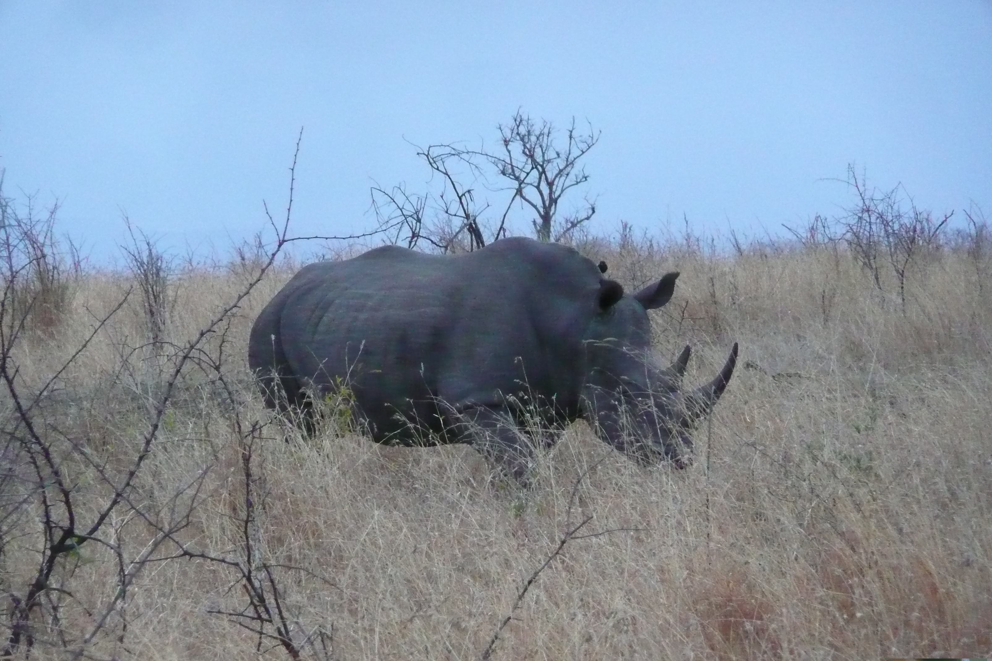 Picture South Africa Kruger National Park 2008-09 131 - Tour Kruger National Park