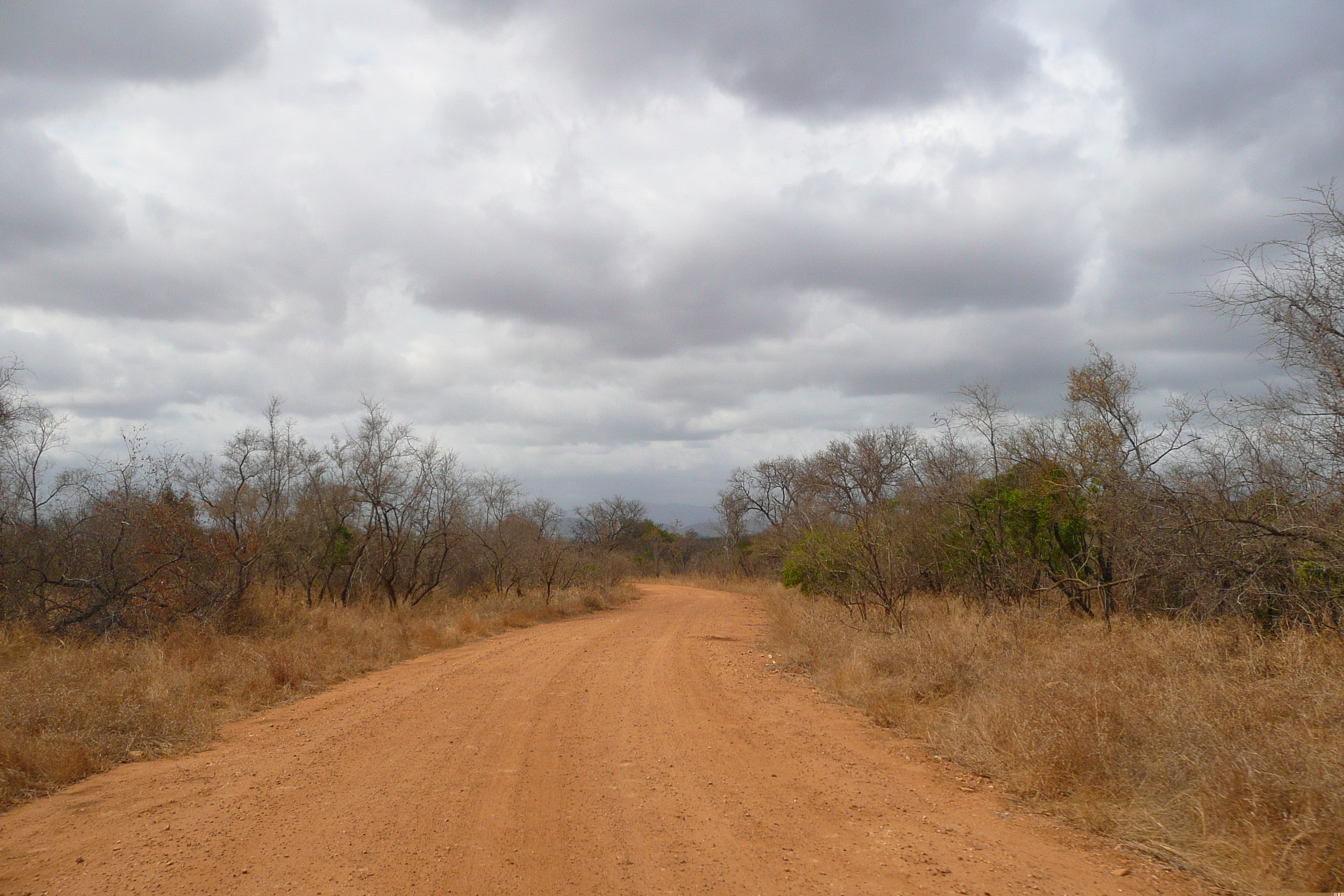 Picture South Africa Kruger National Park 2008-09 79 - Journey Kruger National Park