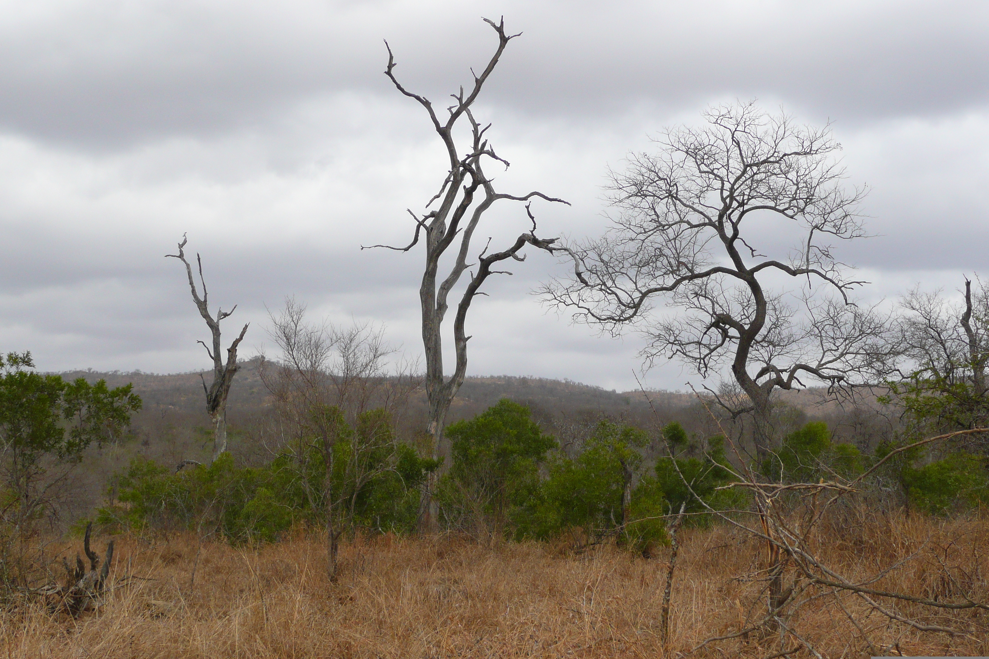 Picture South Africa Kruger National Park 2008-09 66 - Tours Kruger National Park