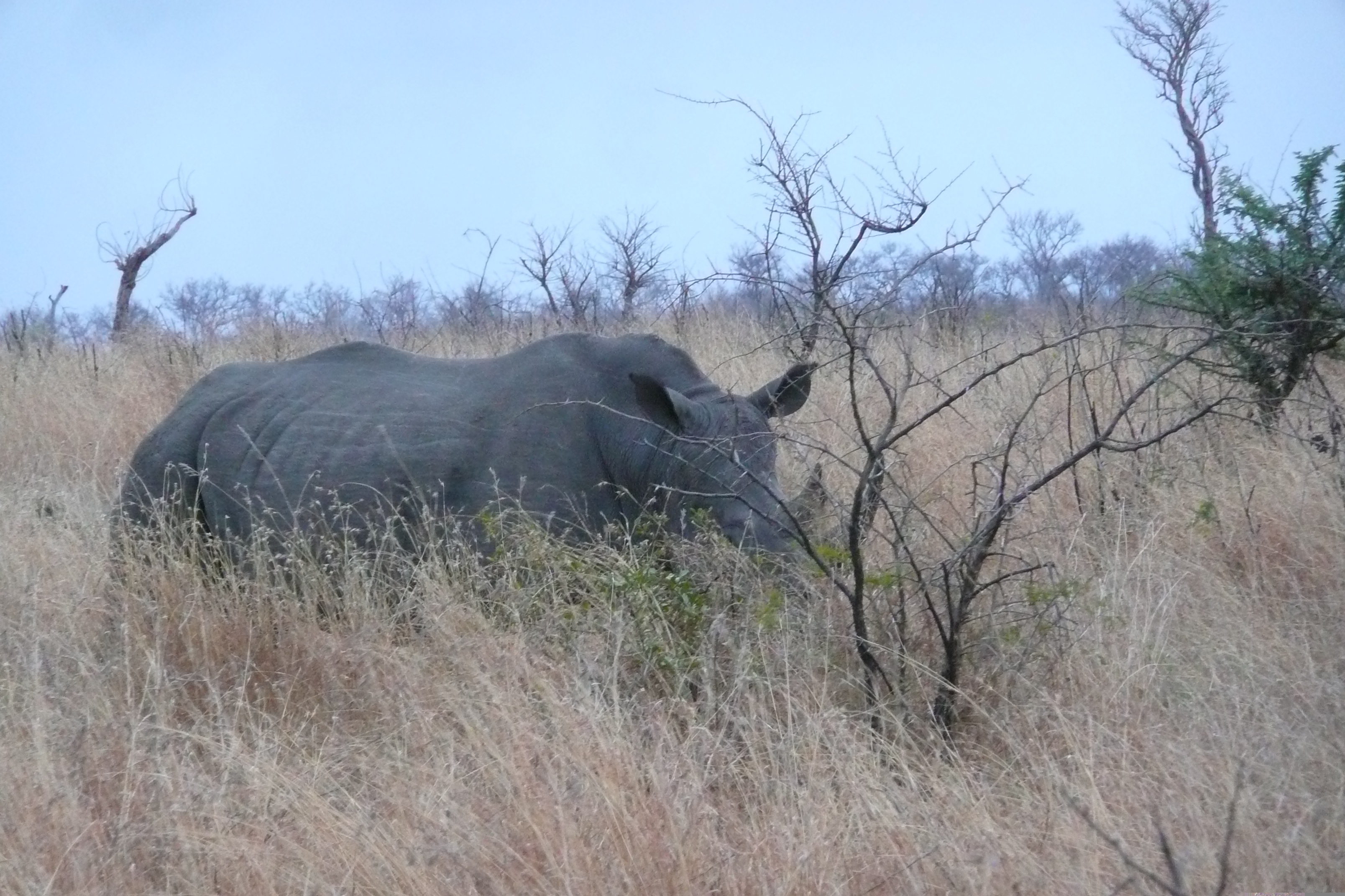 Picture South Africa Kruger National Park 2008-09 111 - Tours Kruger National Park