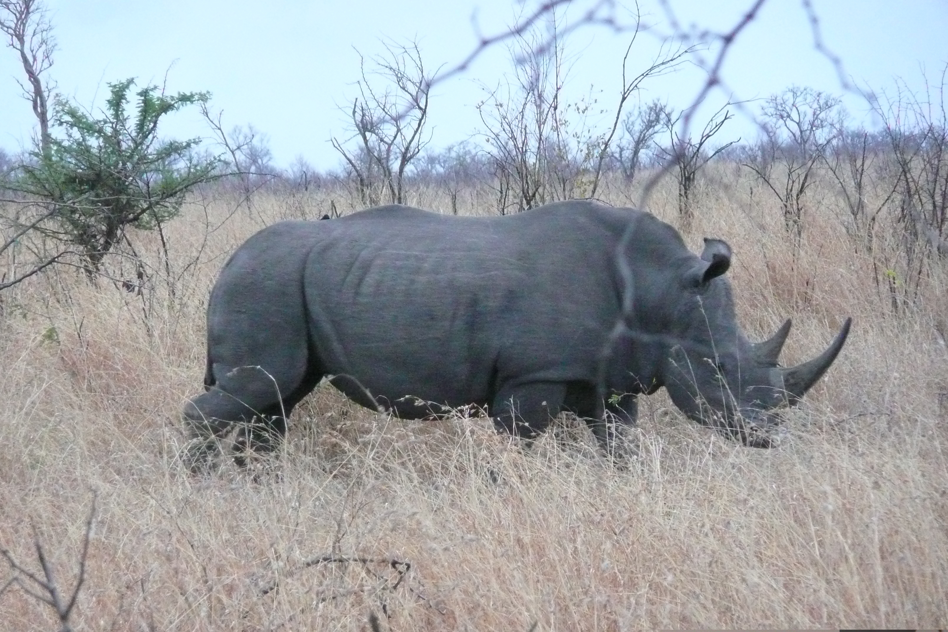 Picture South Africa Kruger National Park 2008-09 74 - Tours Kruger National Park