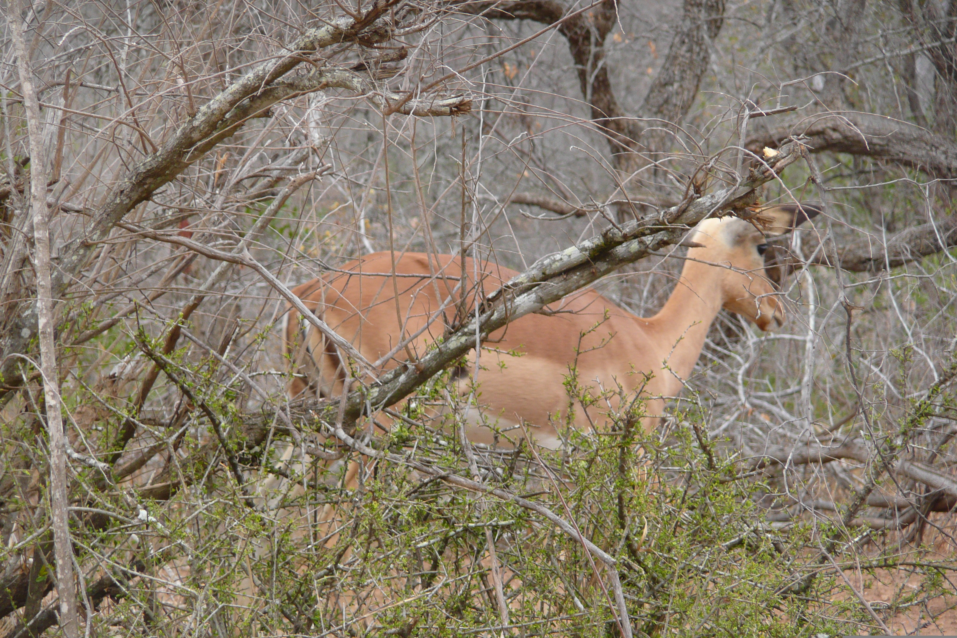 Picture South Africa Kruger National Park 2008-09 137 - Tours Kruger National Park