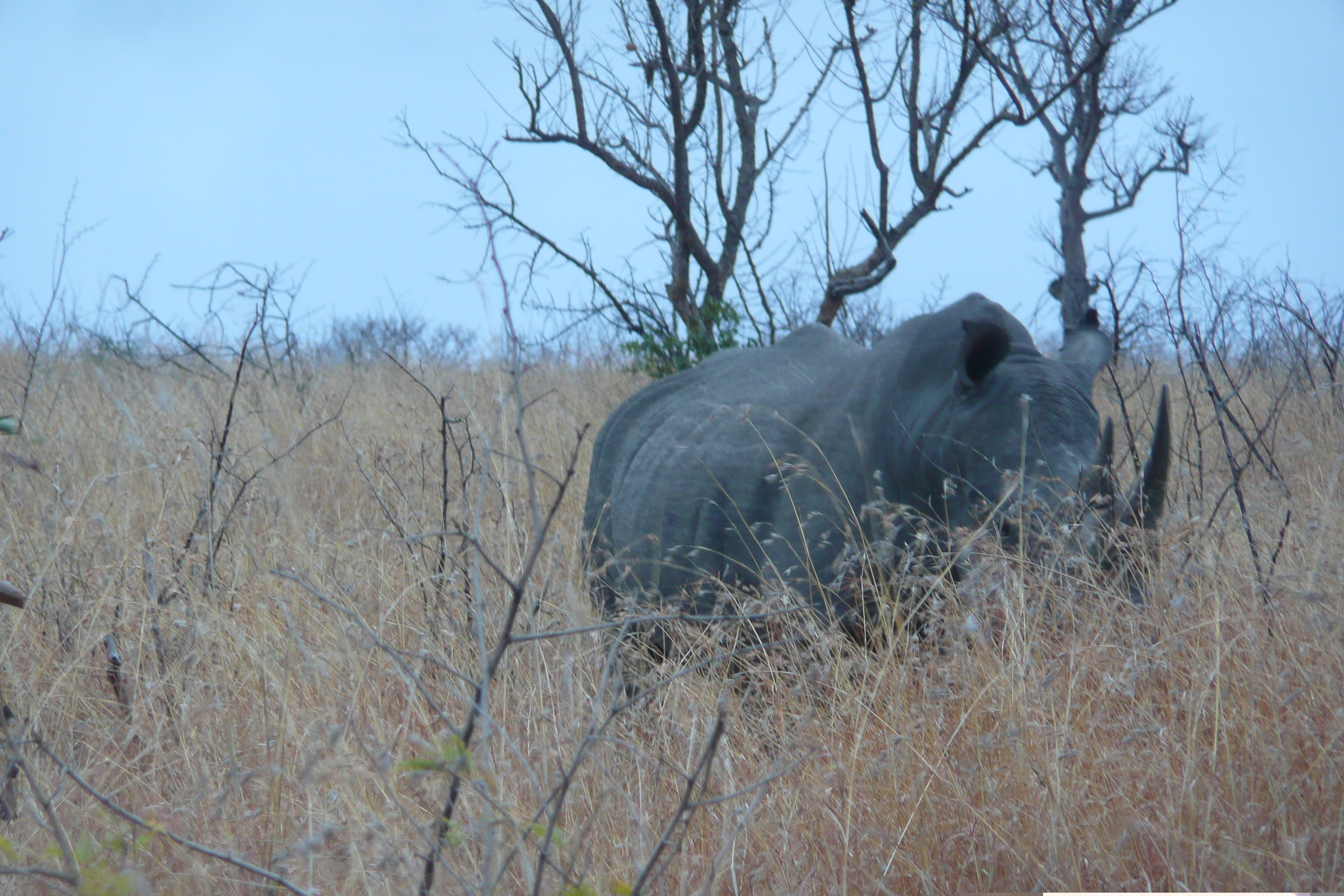 Picture South Africa Kruger National Park 2008-09 71 - Recreation Kruger National Park