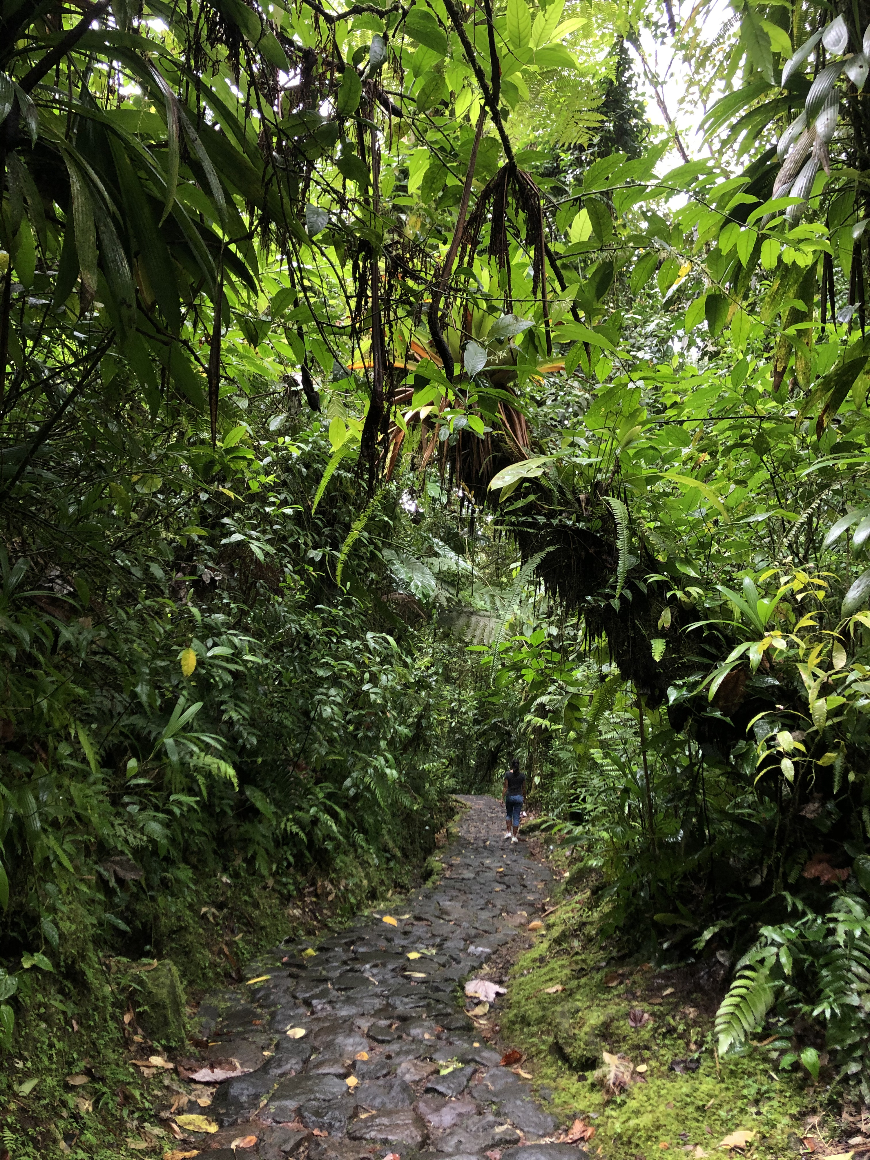 Picture Guadeloupe Carbet Falls 2021-02 36 - Tour Carbet Falls