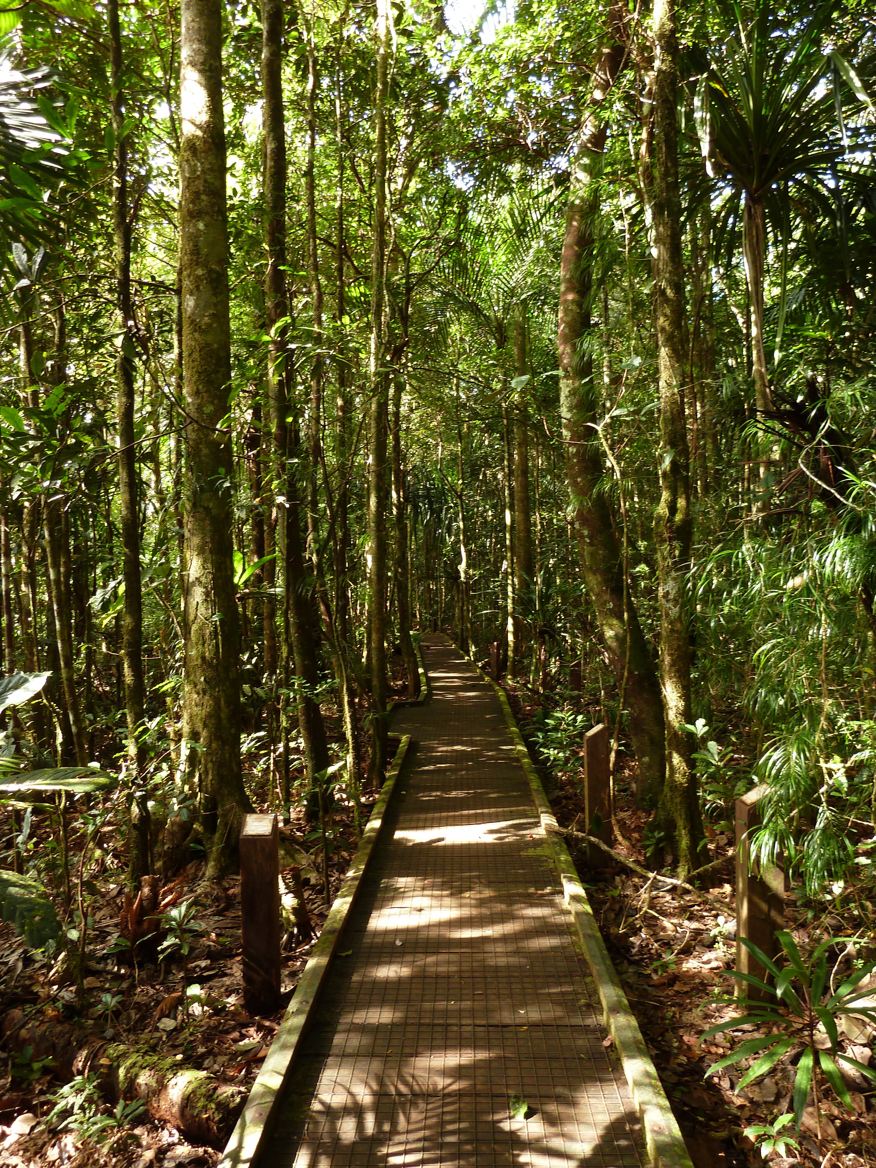 Picture New Caledonia Parc de la Riviere Bleue Le Grand Kaori 2010-05 23 - Tour Le Grand Kaori