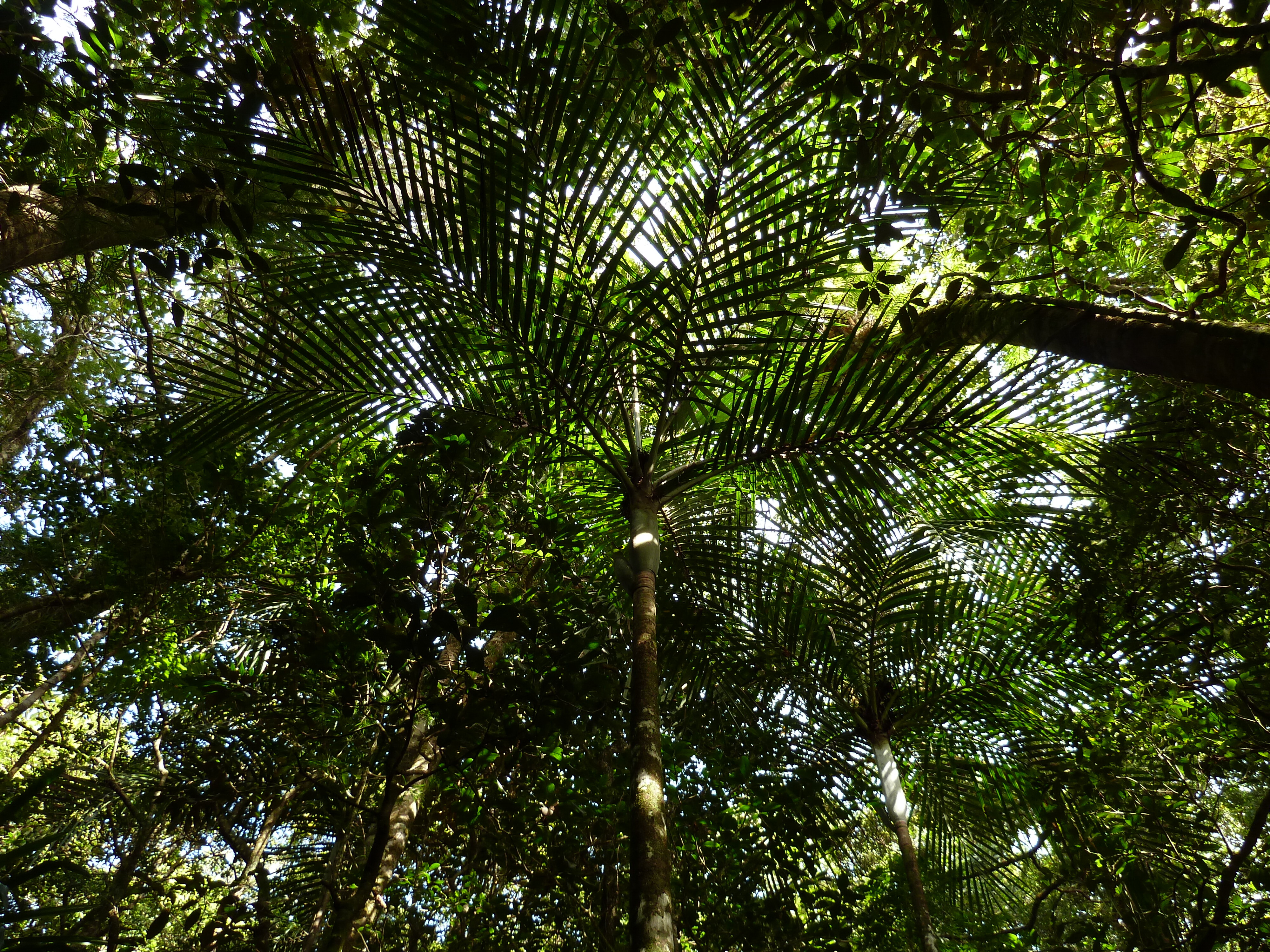 Picture New Caledonia Parc de la Riviere Bleue Le Grand Kaori 2010-05 29 - Tours Le Grand Kaori