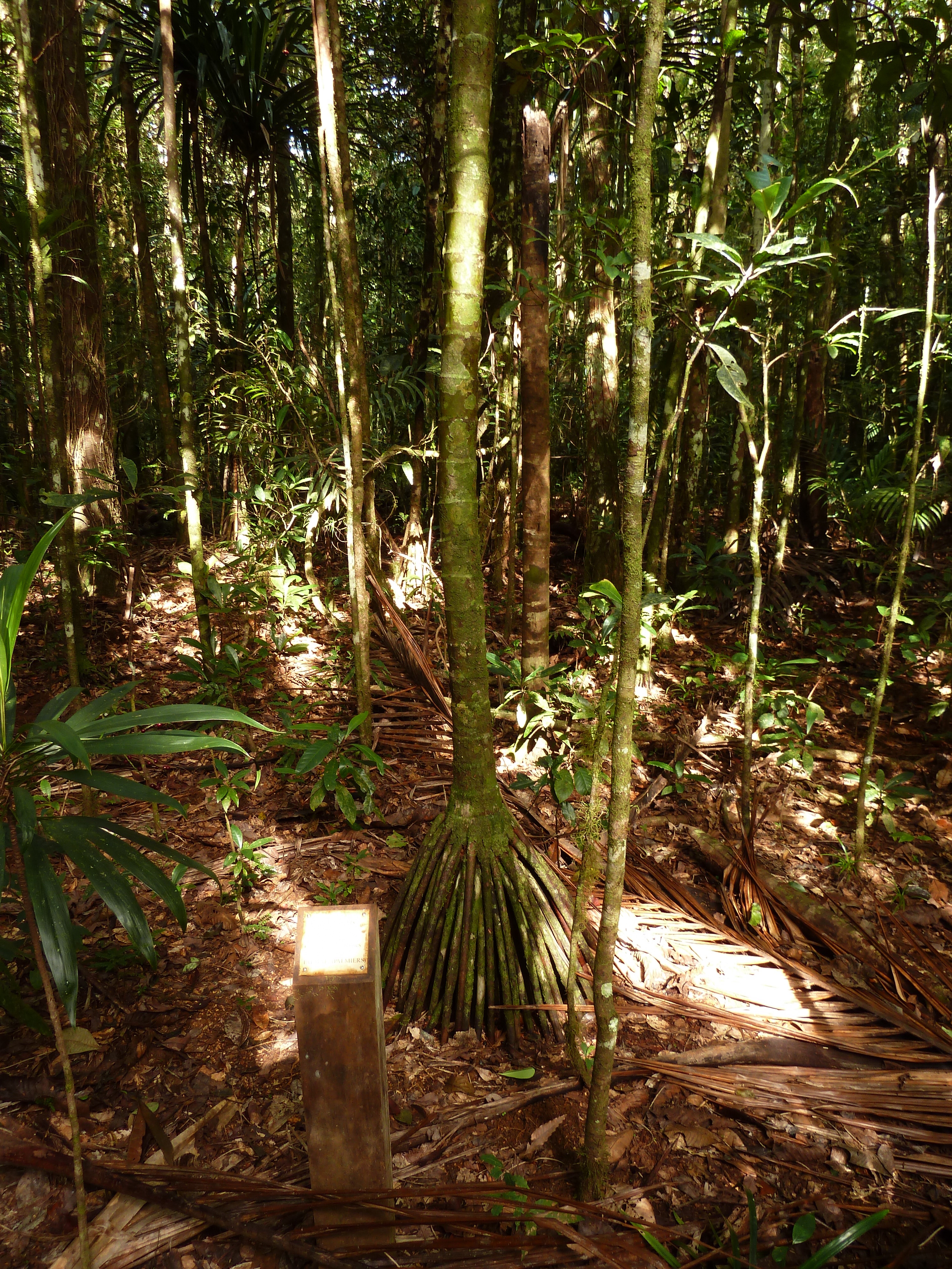 Picture New Caledonia Parc de la Riviere Bleue Le Grand Kaori 2010-05 25 - Center Le Grand Kaori