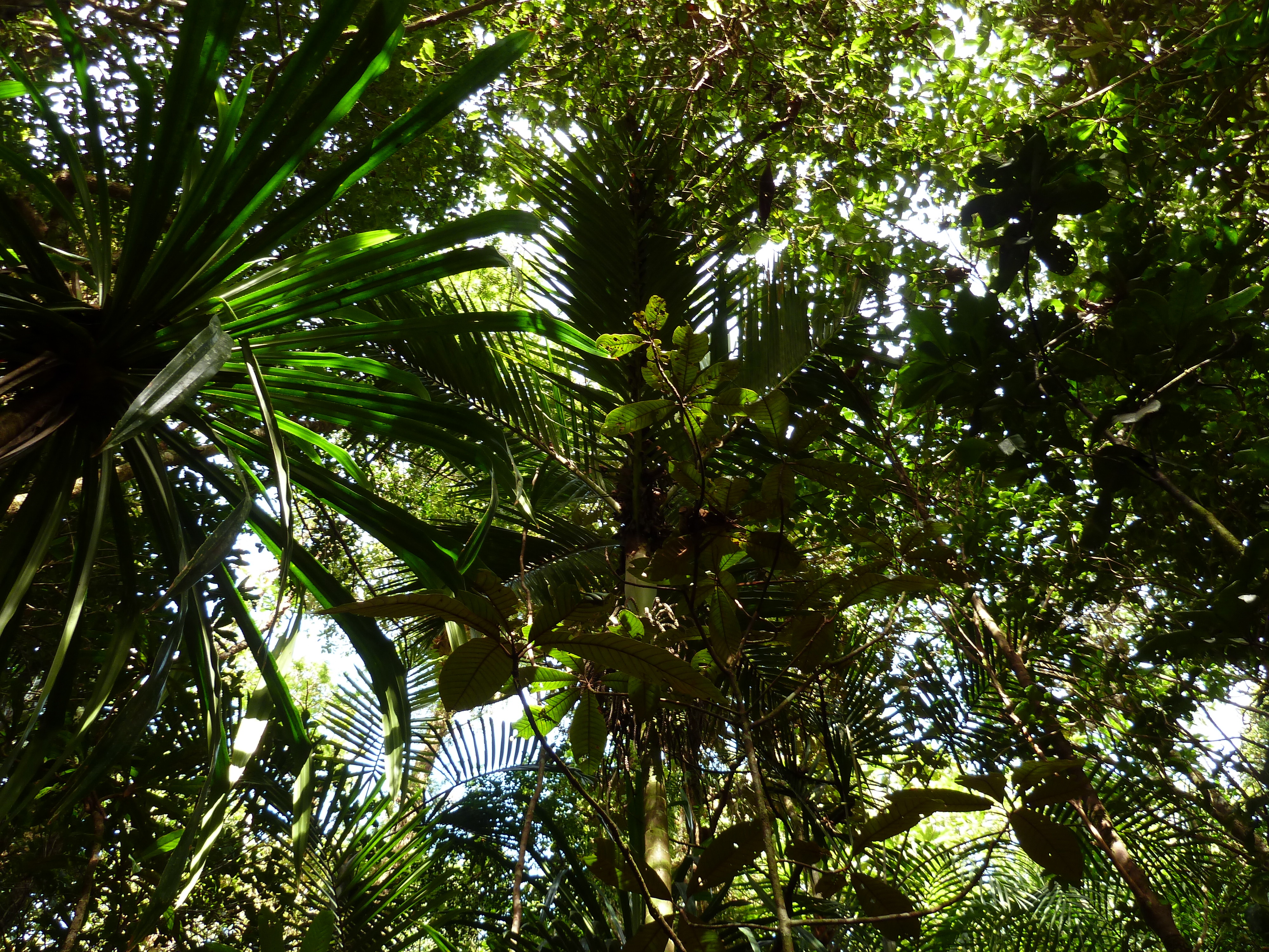 Picture New Caledonia Parc de la Riviere Bleue Le Grand Kaori 2010-05 13 - Tour Le Grand Kaori