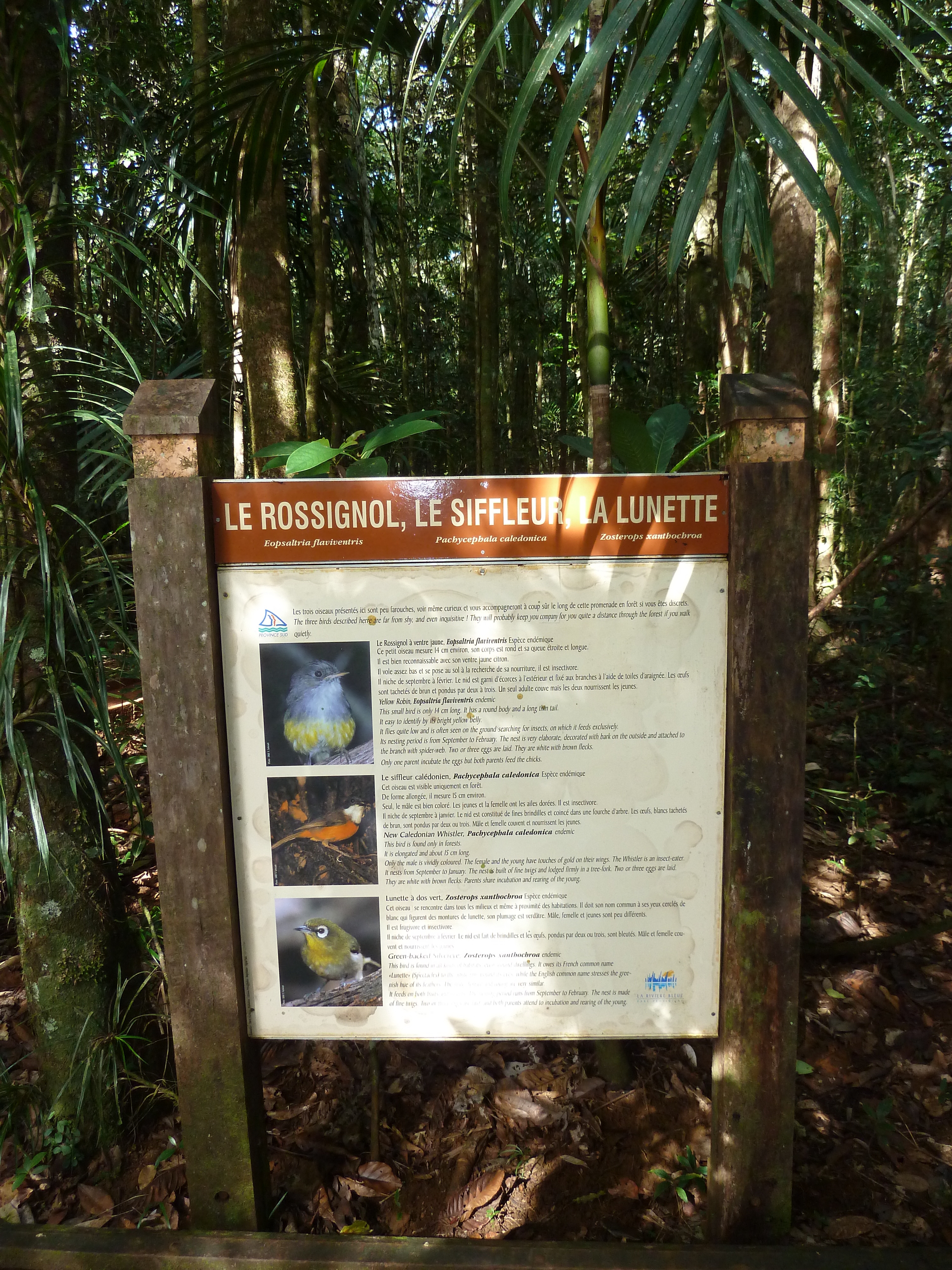 Picture New Caledonia Parc de la Riviere Bleue Le Grand Kaori 2010-05 7 - History Le Grand Kaori