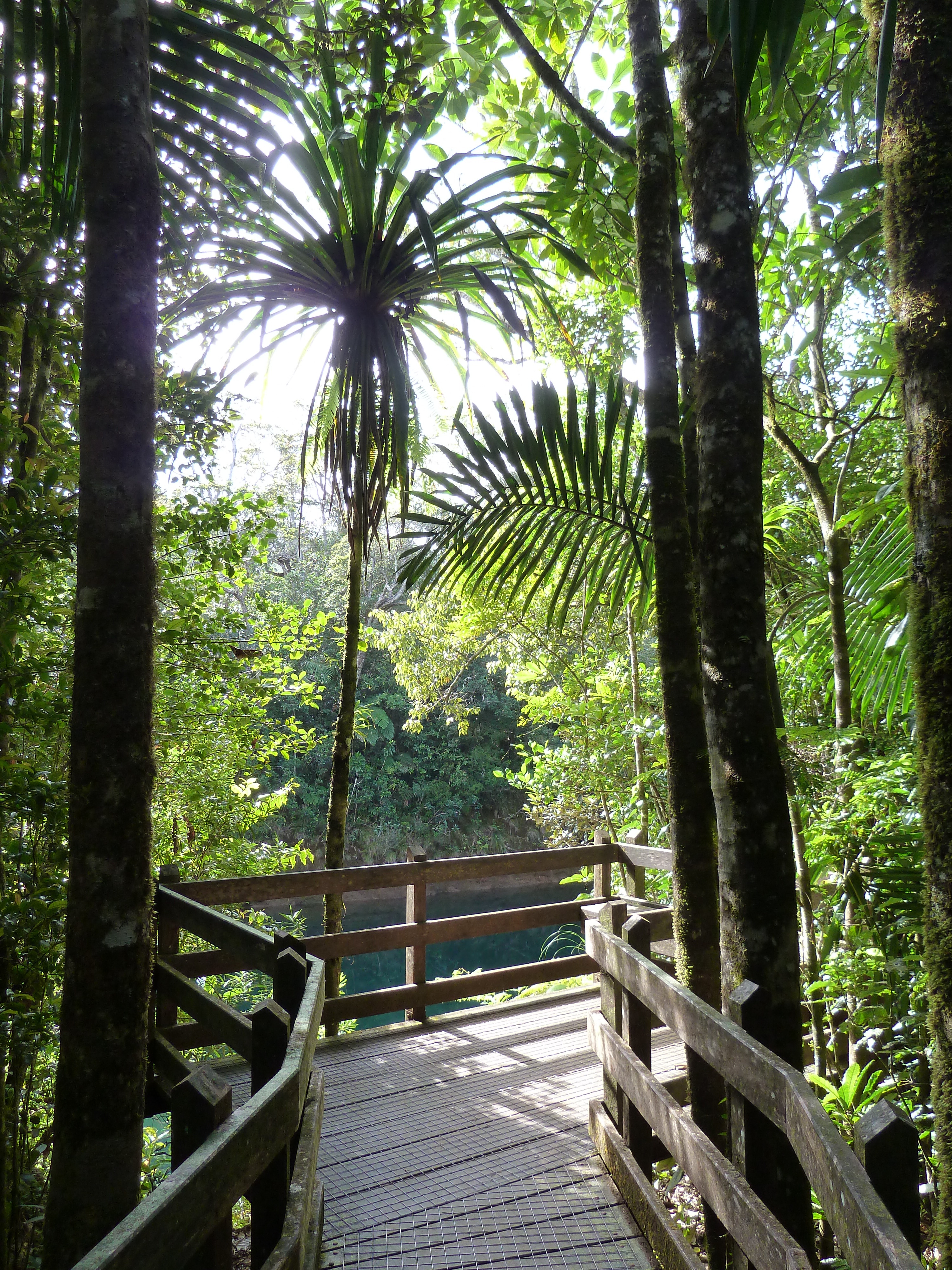 Picture New Caledonia Parc de la Riviere Bleue Le Grand Kaori 2010-05 1 - Recreation Le Grand Kaori