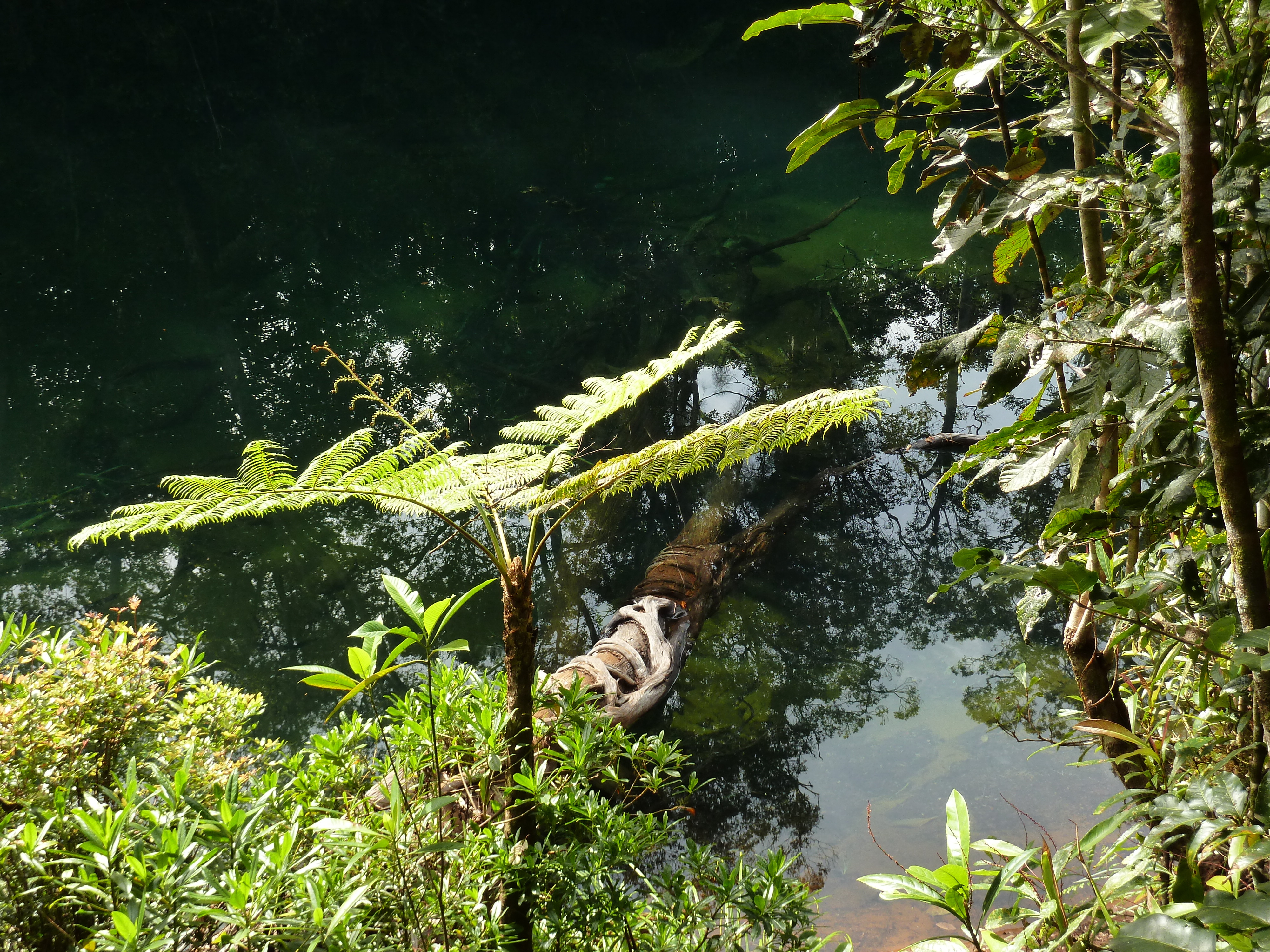 Picture New Caledonia Parc de la Riviere Bleue Le Grand Kaori 2010-05 46 - Tours Le Grand Kaori