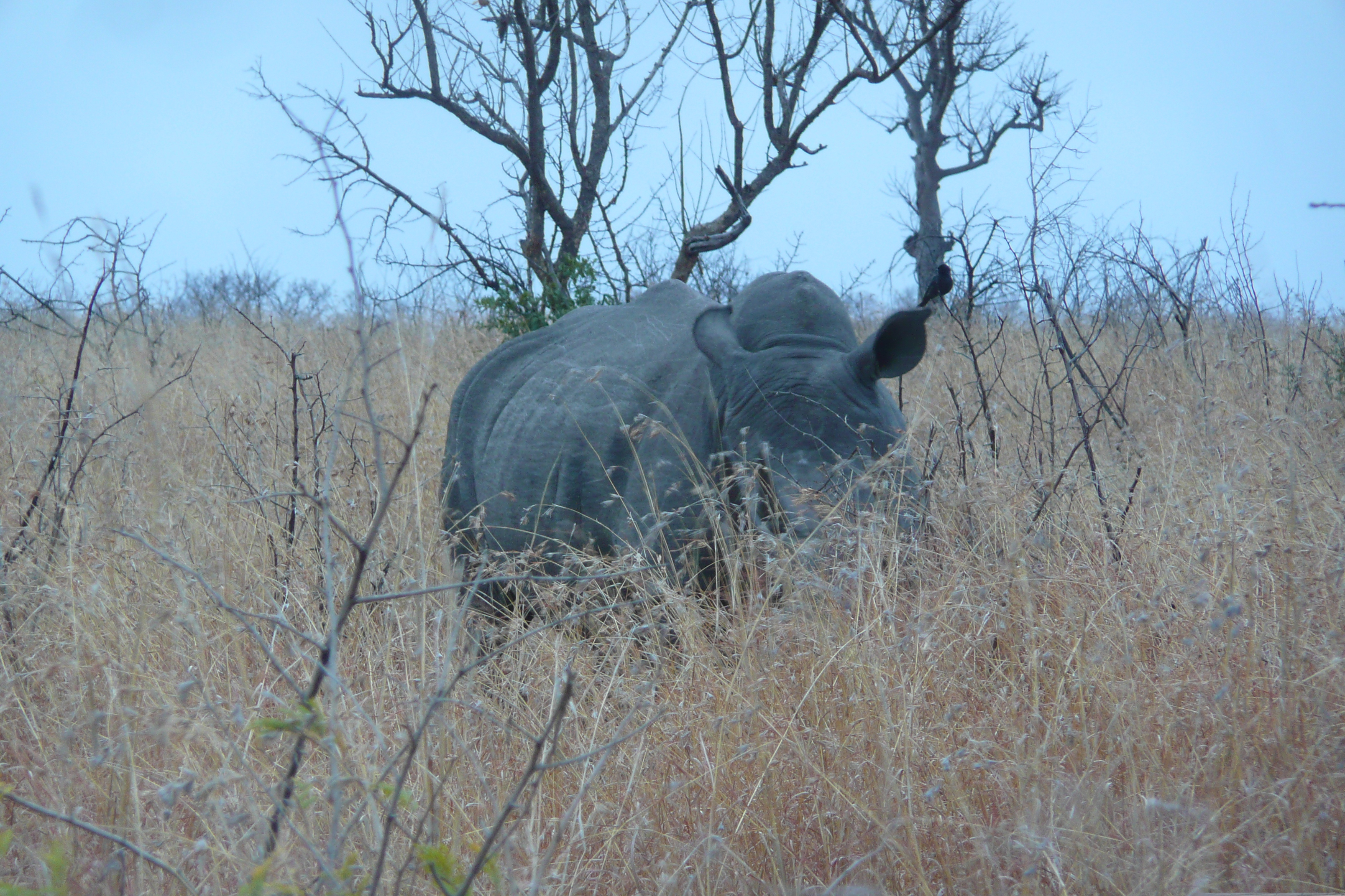 Picture South Africa Kruger National Park 2008-09 174 - History Kruger National Park