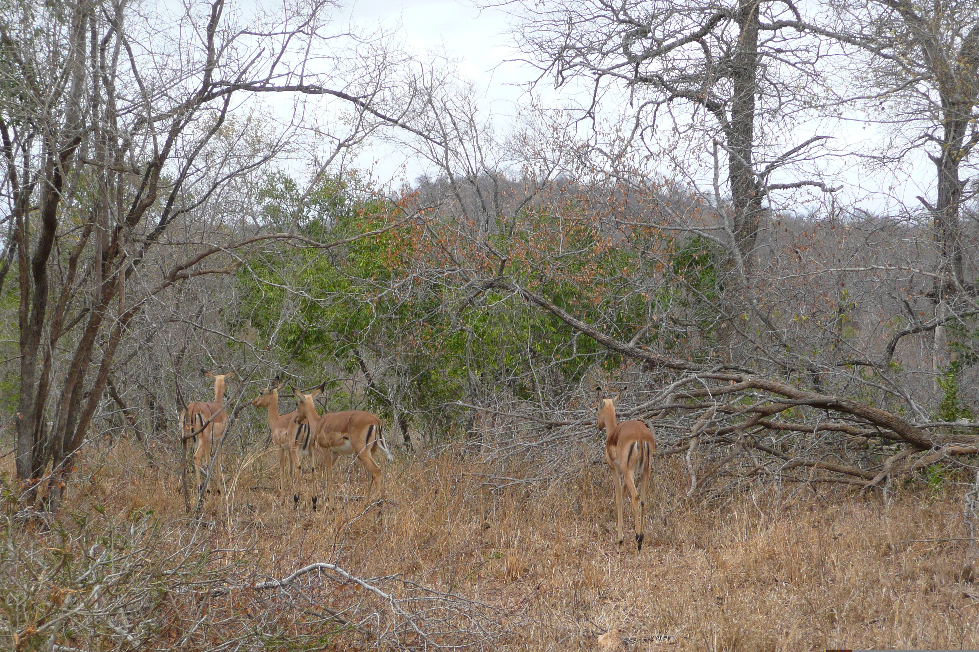 Picture South Africa Kruger National Park 2008-09 65 - Recreation Kruger National Park