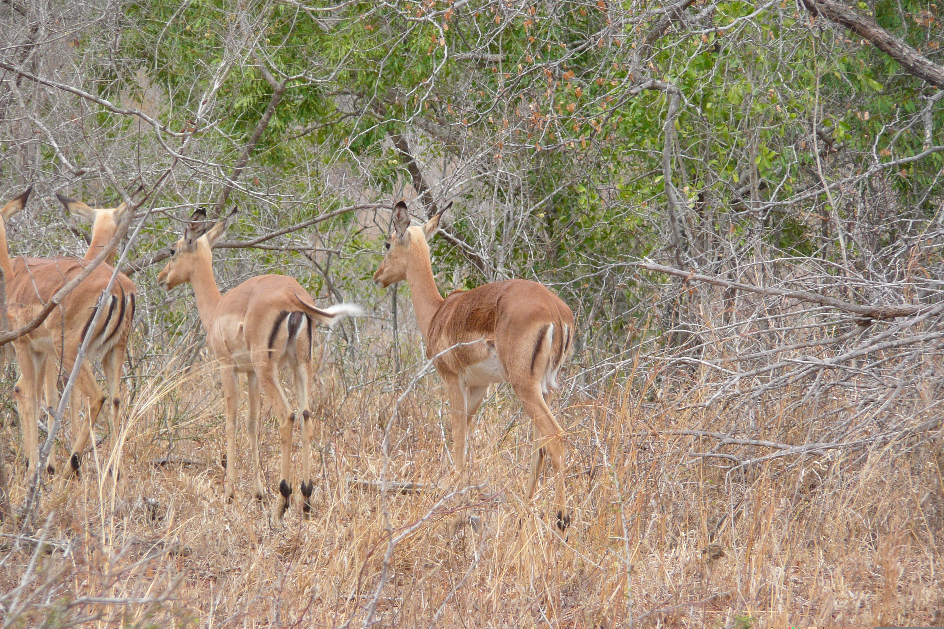 Picture South Africa Kruger National Park 2008-09 85 - History Kruger National Park