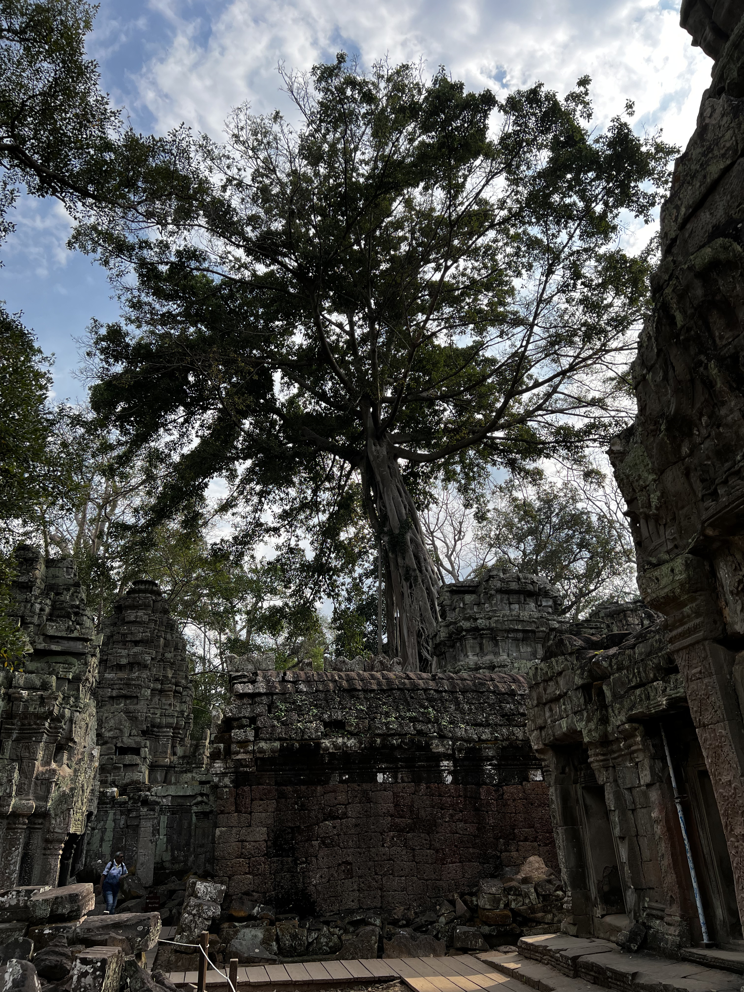 Picture Cambodia Siem Reap Ta Prohm 2023-01 15 - History Ta Prohm