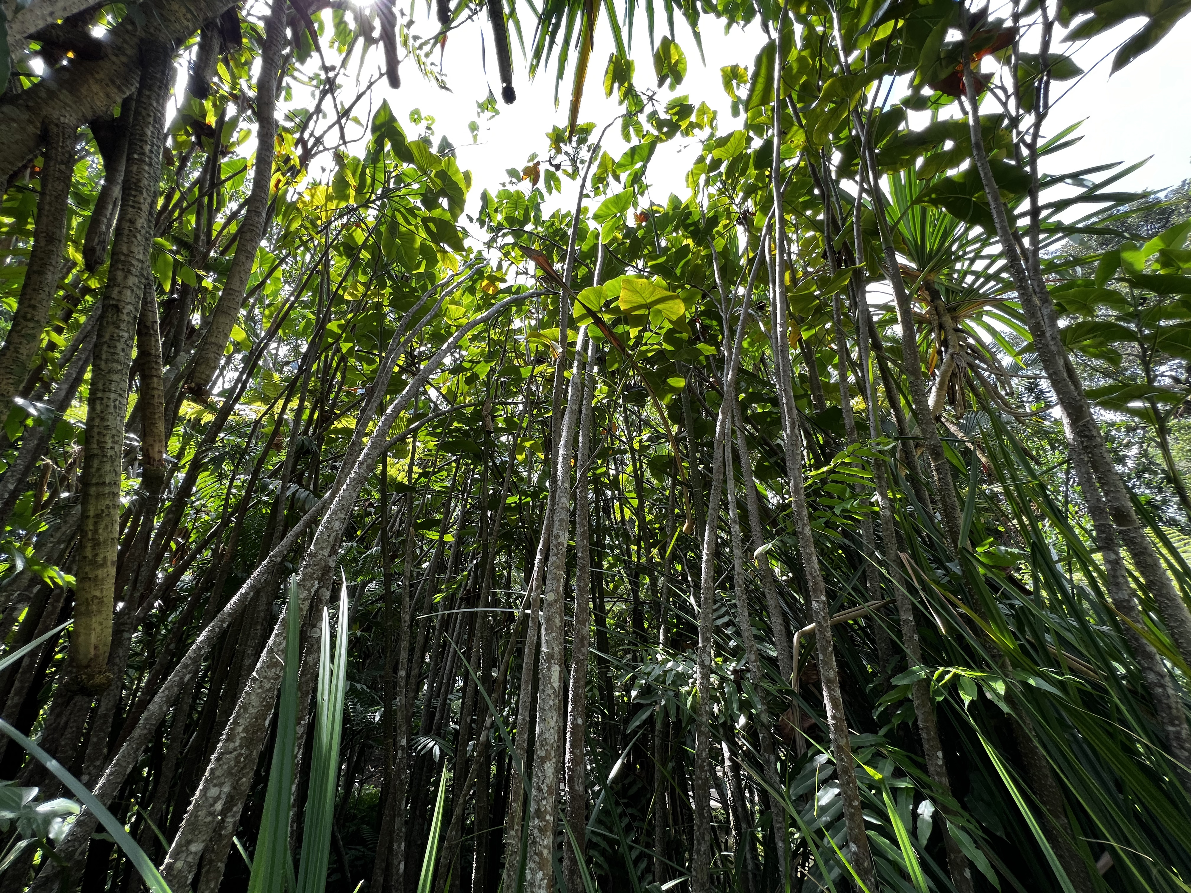 Picture Singapore Singapore Botanic Gardens 2023-01 68 - Around Singapore Botanic Gardens