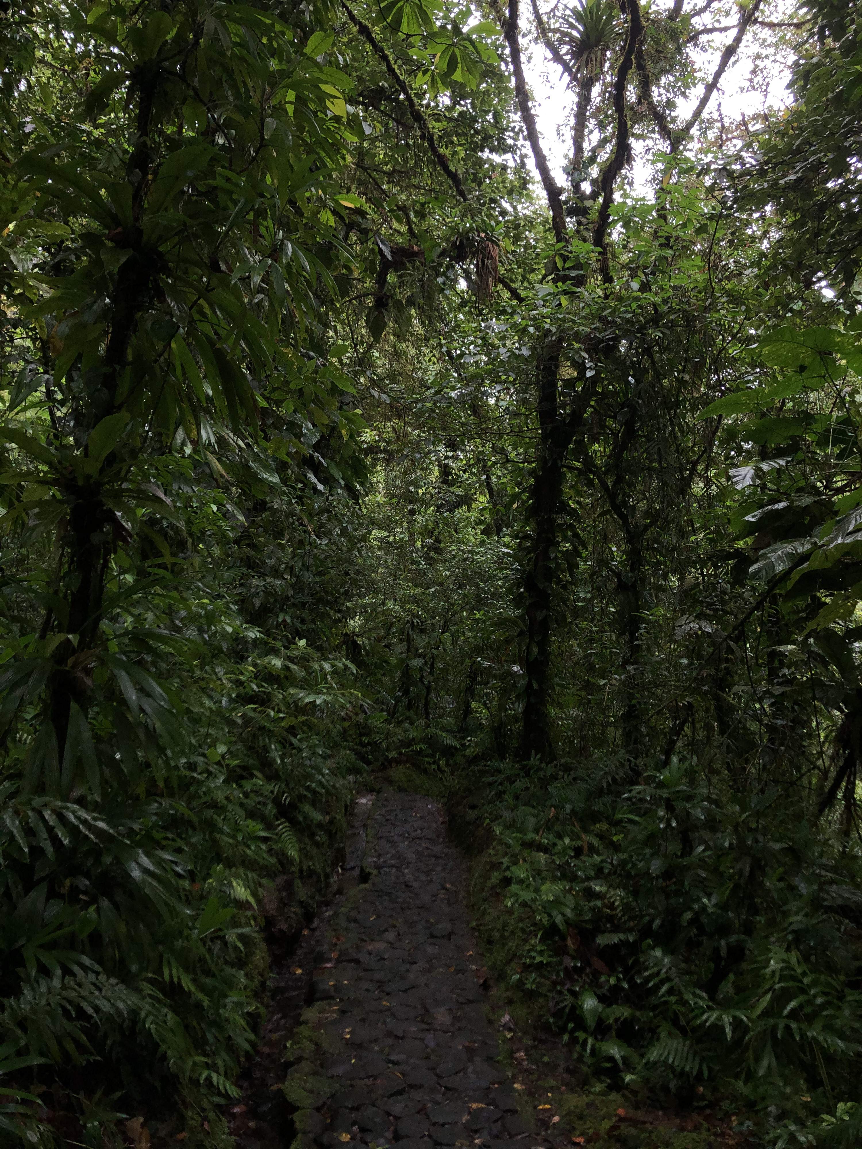 Picture Guadeloupe Carbet Falls 2021-02 45 - Around Carbet Falls