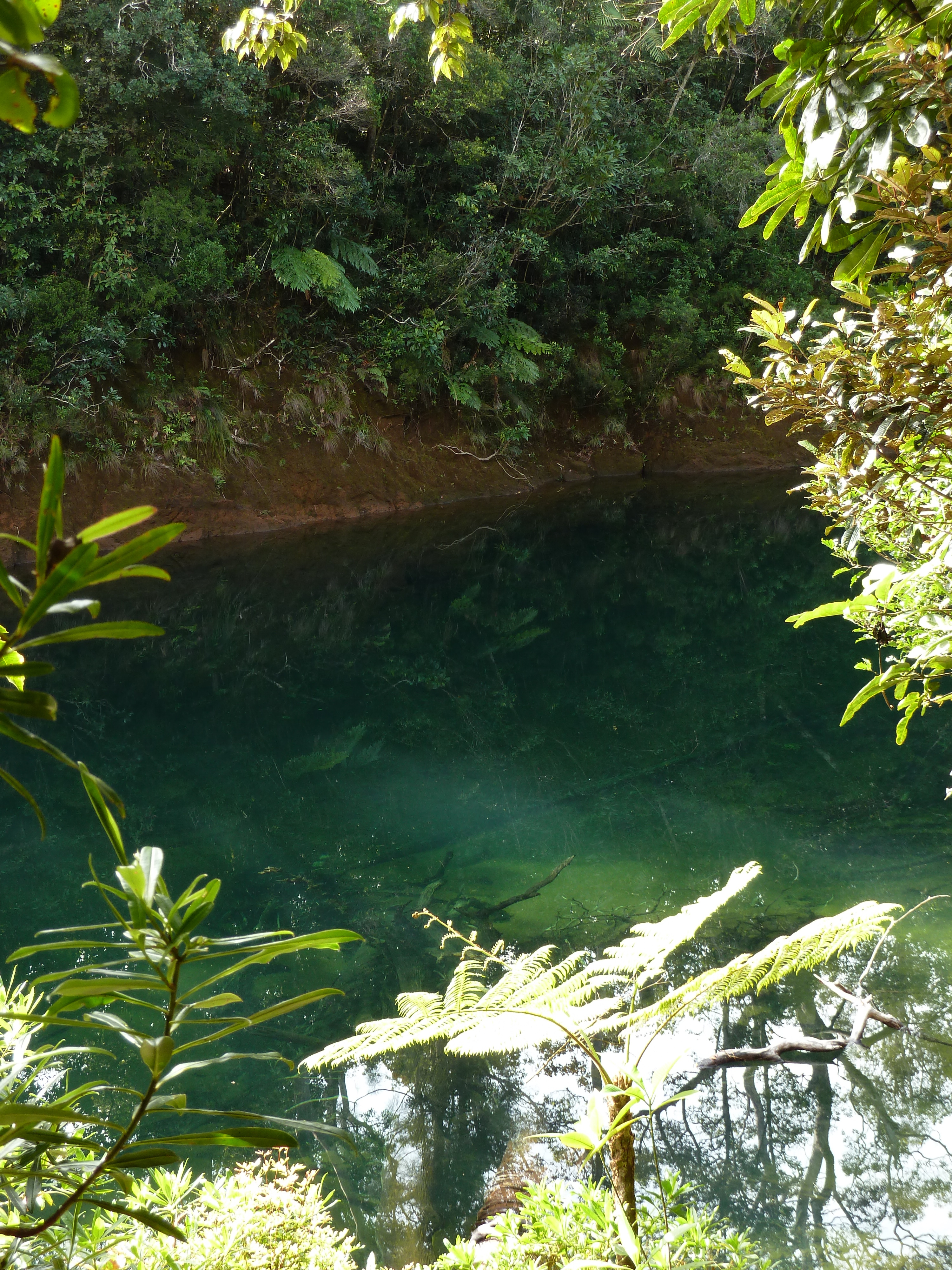 Picture New Caledonia Parc de la Riviere Bleue Le Grand Kaori 2010-05 12 - Center Le Grand Kaori