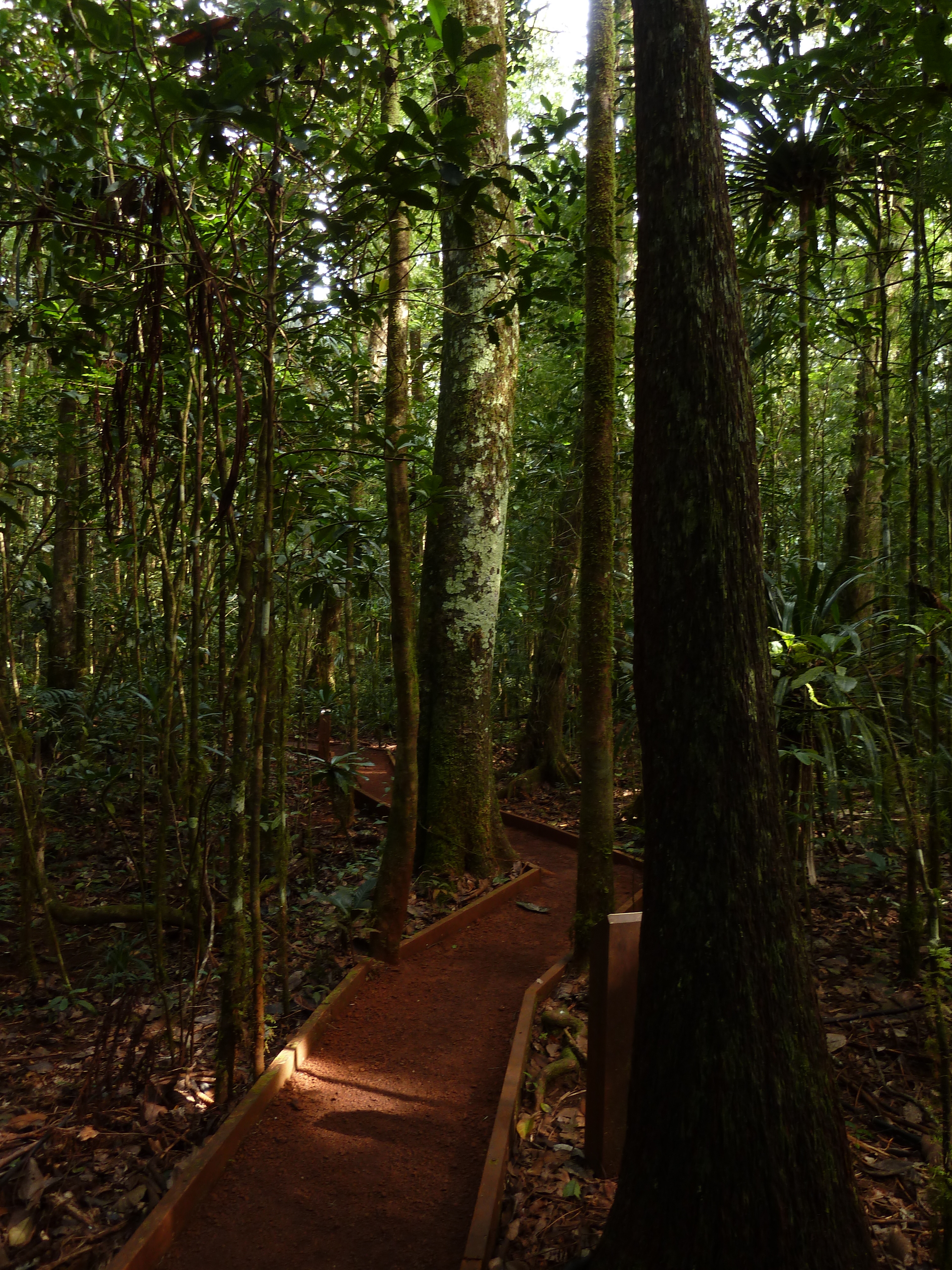 Picture New Caledonia Parc de la Riviere Bleue Le Grand Kaori 2010-05 0 - Discovery Le Grand Kaori