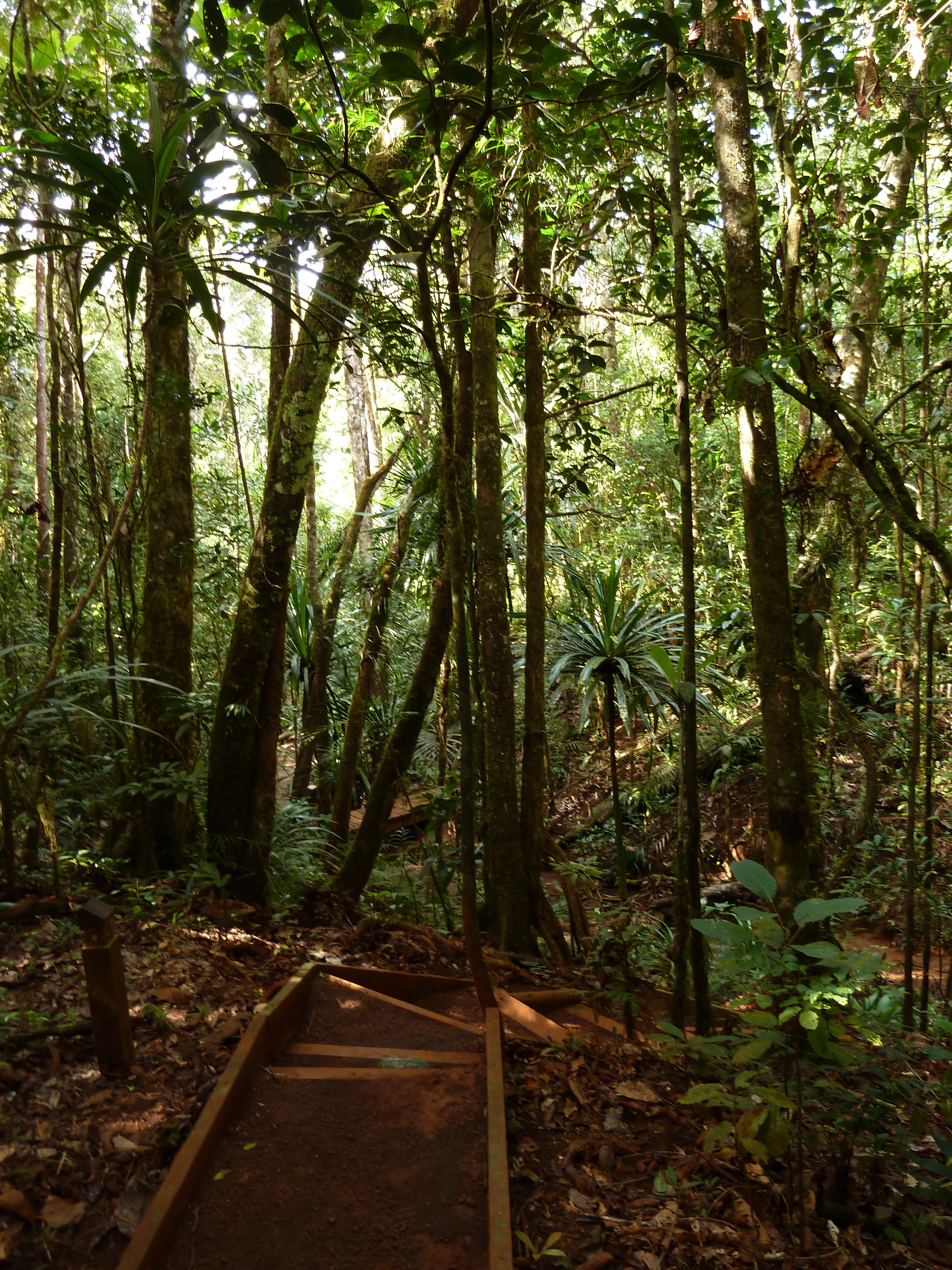 Picture New Caledonia Parc de la Riviere Bleue Le Grand Kaori 2010-05 14 - Journey Le Grand Kaori