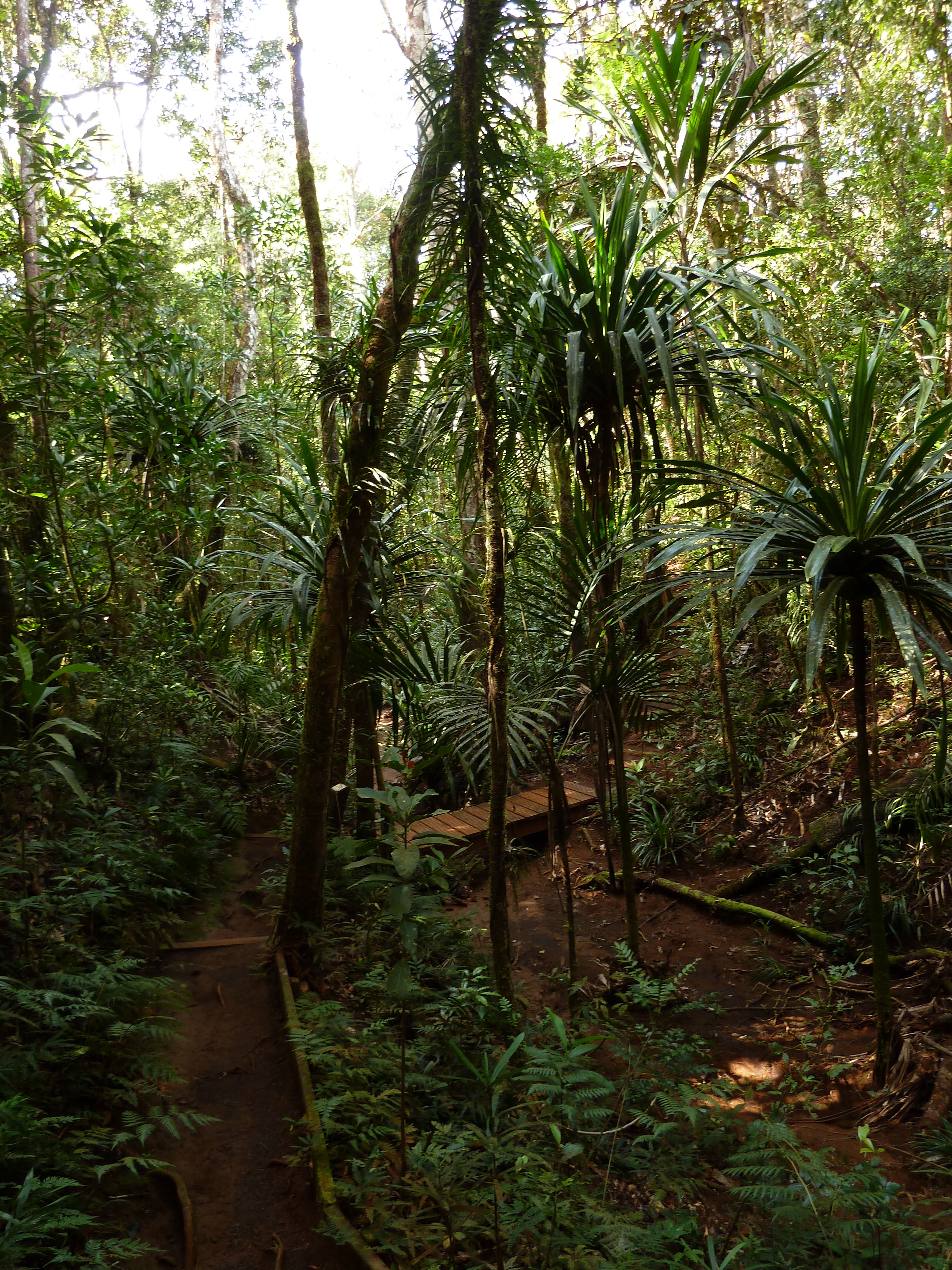 Picture New Caledonia Parc de la Riviere Bleue Le Grand Kaori 2010-05 22 - Discovery Le Grand Kaori