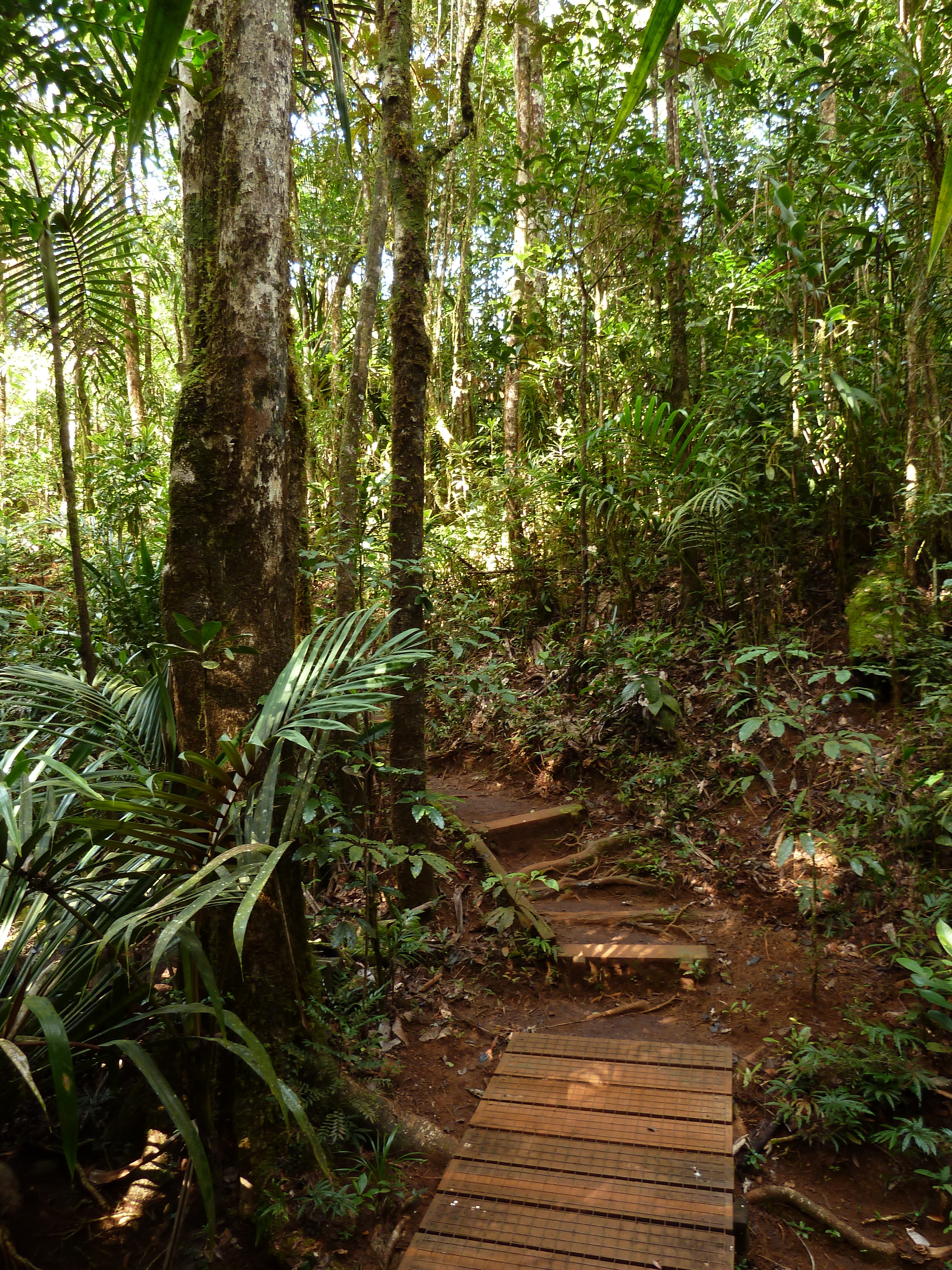 Picture New Caledonia Parc de la Riviere Bleue Le Grand Kaori 2010-05 30 - Around Le Grand Kaori