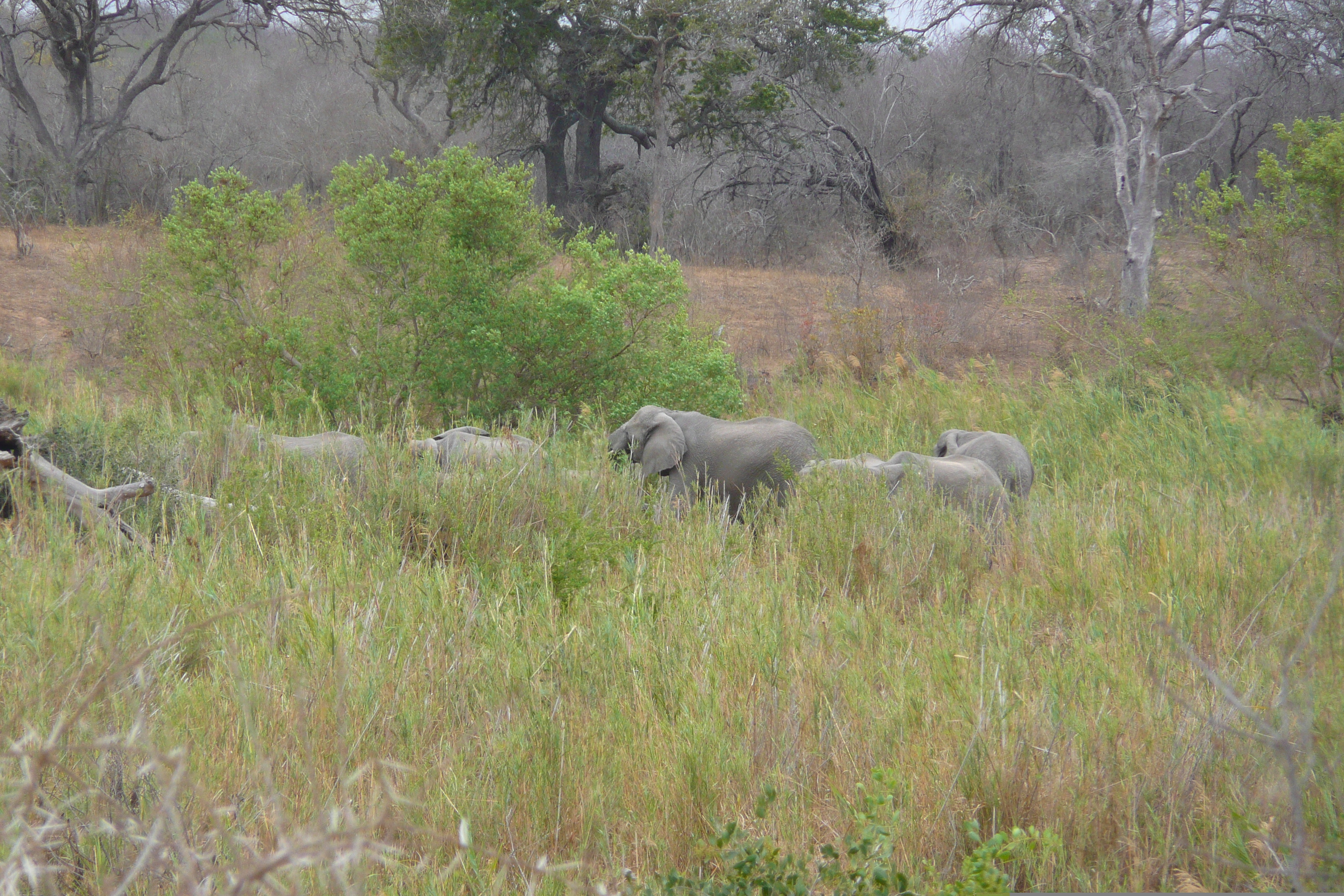 Picture South Africa Kruger National Park Sable River 2008-09 90 - Center Sable River