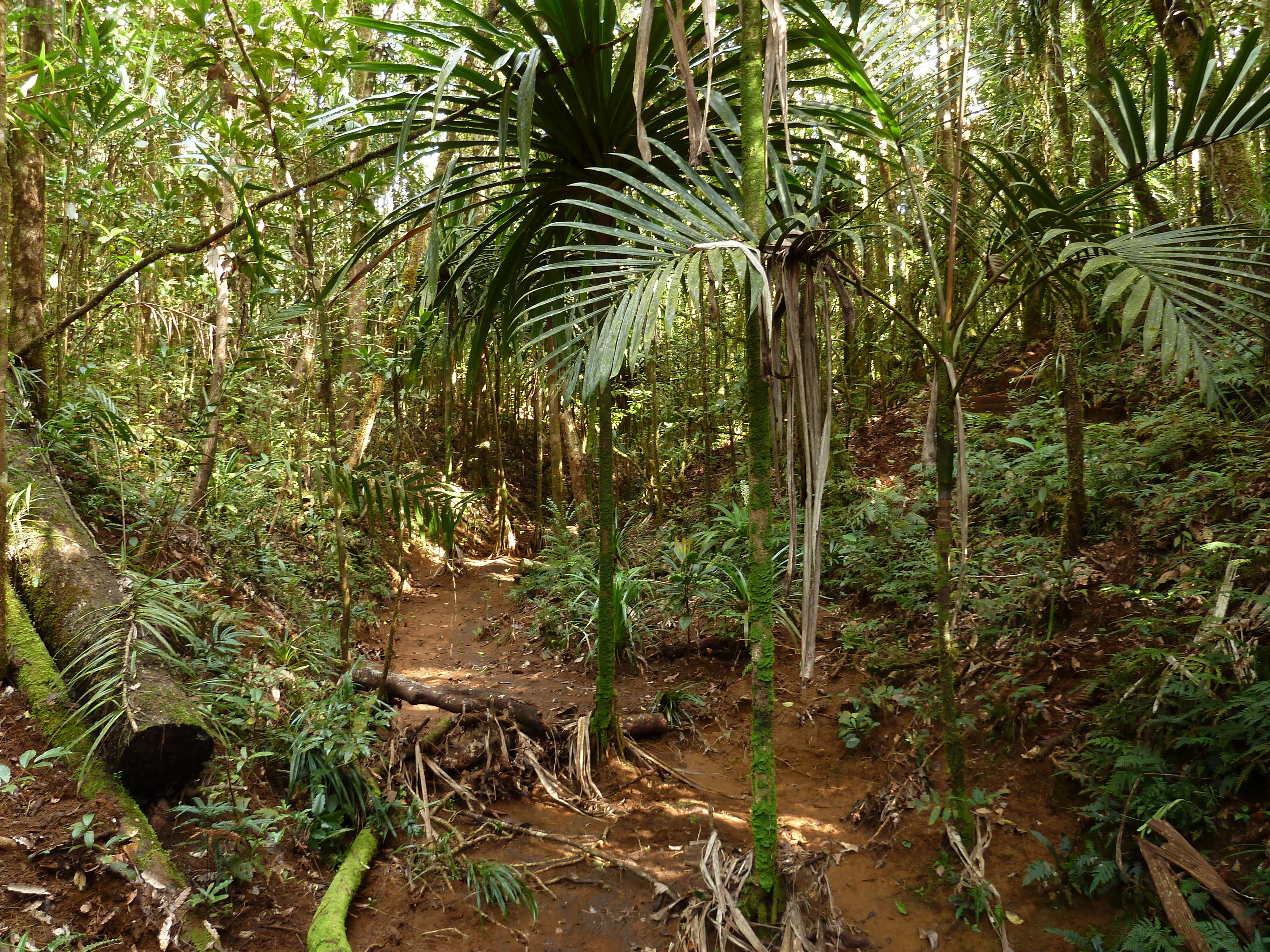 Picture New Caledonia Parc de la Riviere Bleue Le Grand Kaori 2010-05 24 - Journey Le Grand Kaori