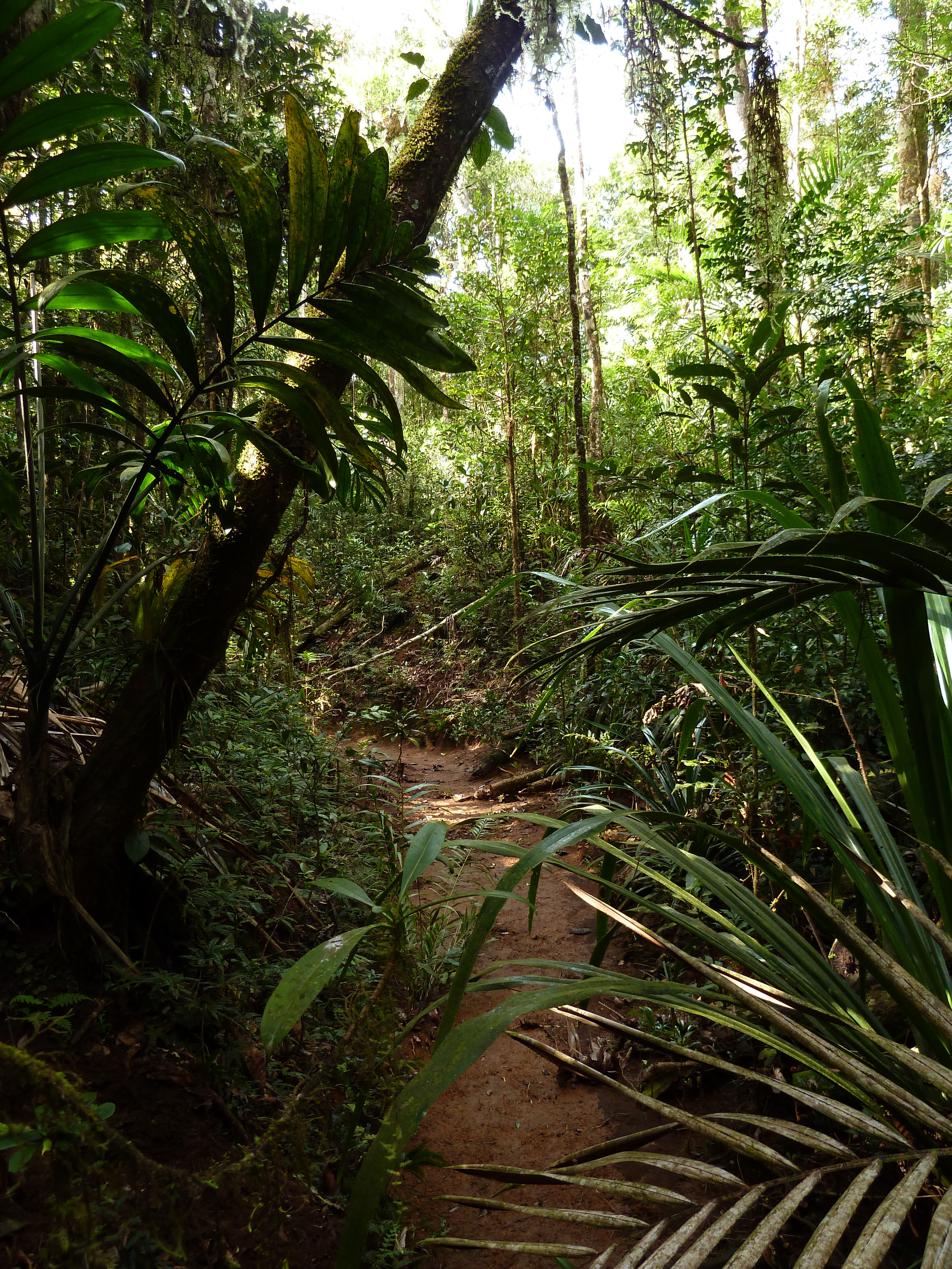 Picture New Caledonia Parc de la Riviere Bleue Le Grand Kaori 2010-05 40 - Center Le Grand Kaori