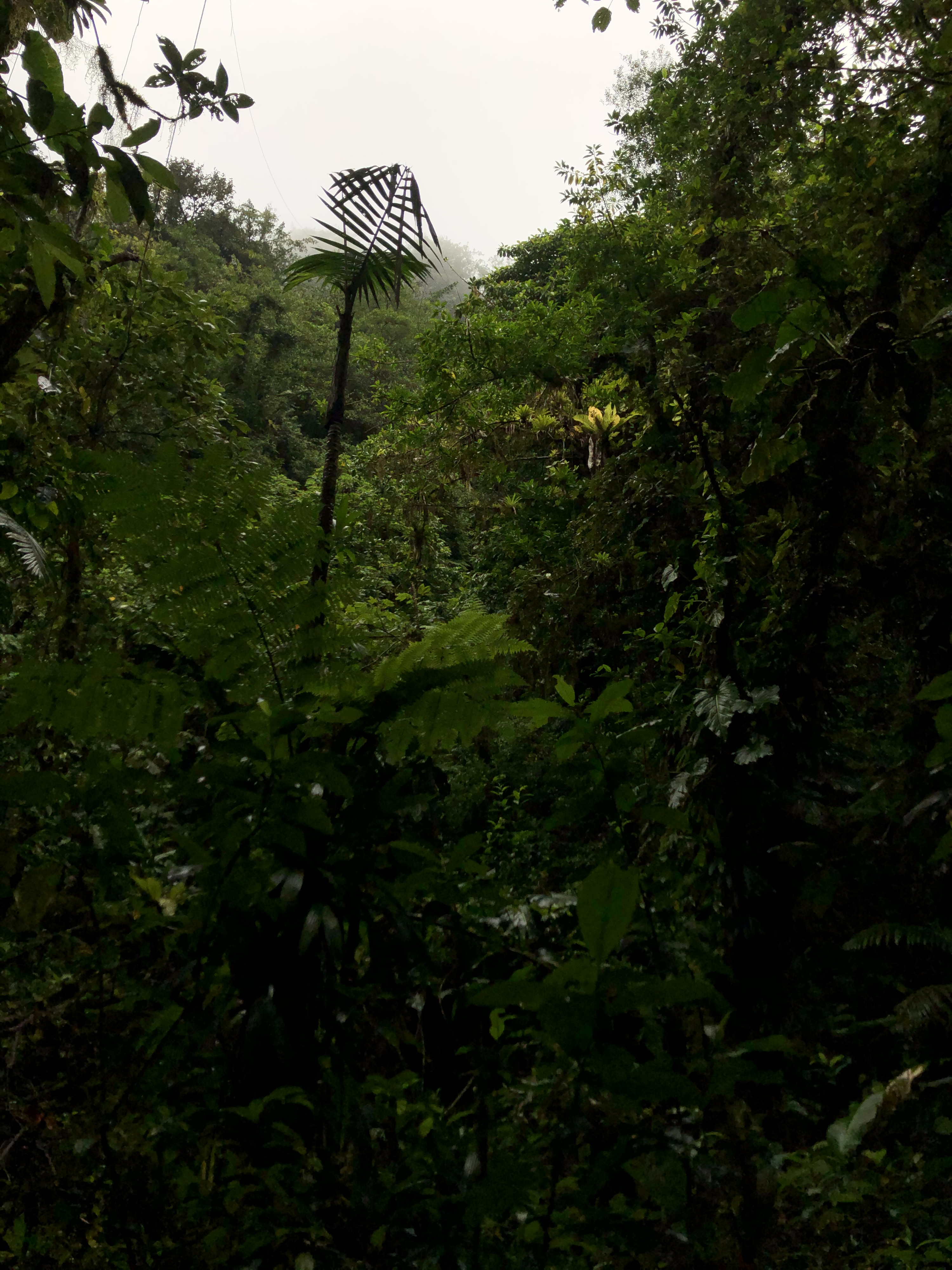 Picture Guadeloupe Carbet Falls 2021-02 24 - Center Carbet Falls