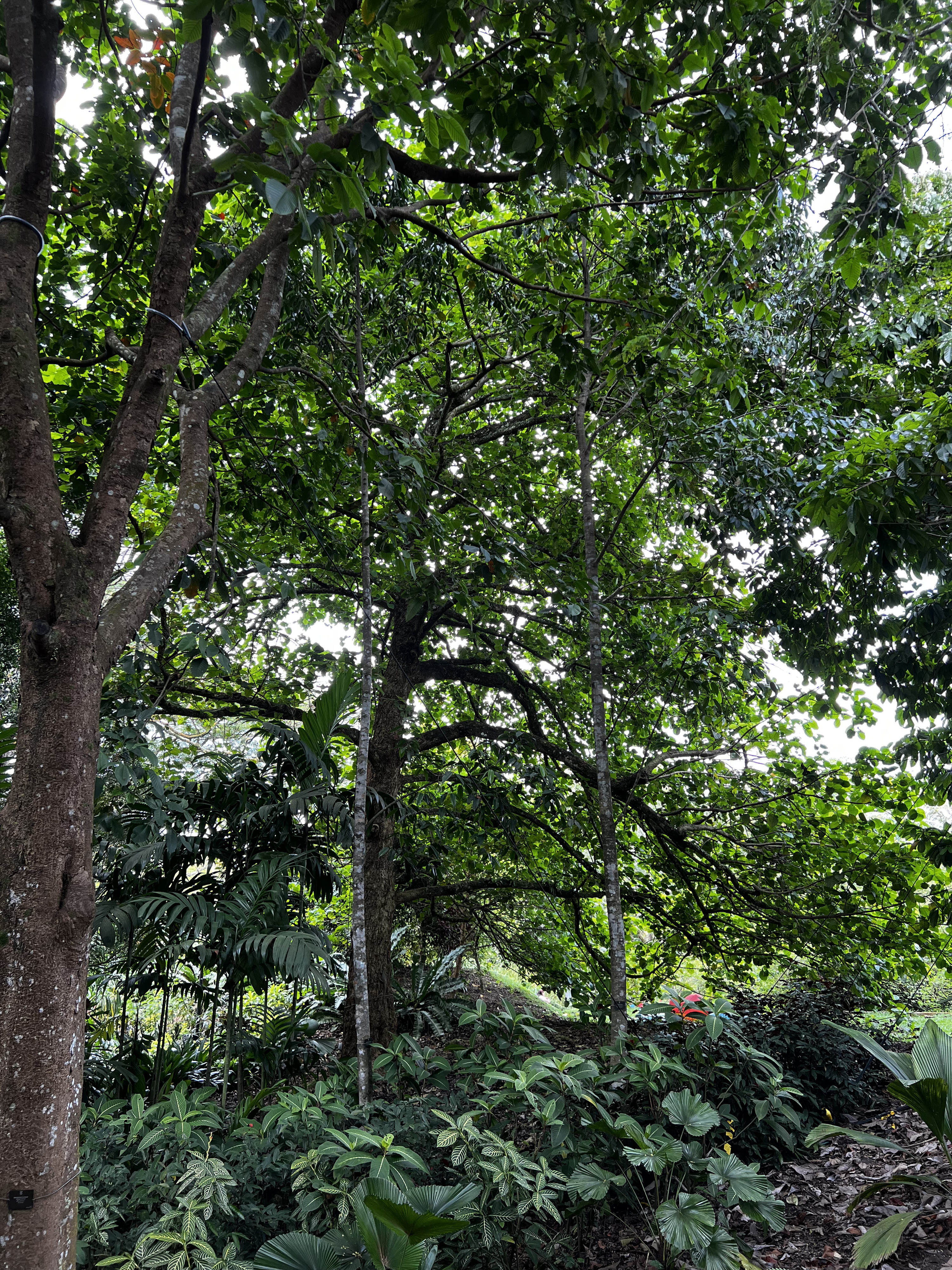 Picture Singapore Singapore Botanic Gardens 2023-01 7 - Tour Singapore Botanic Gardens