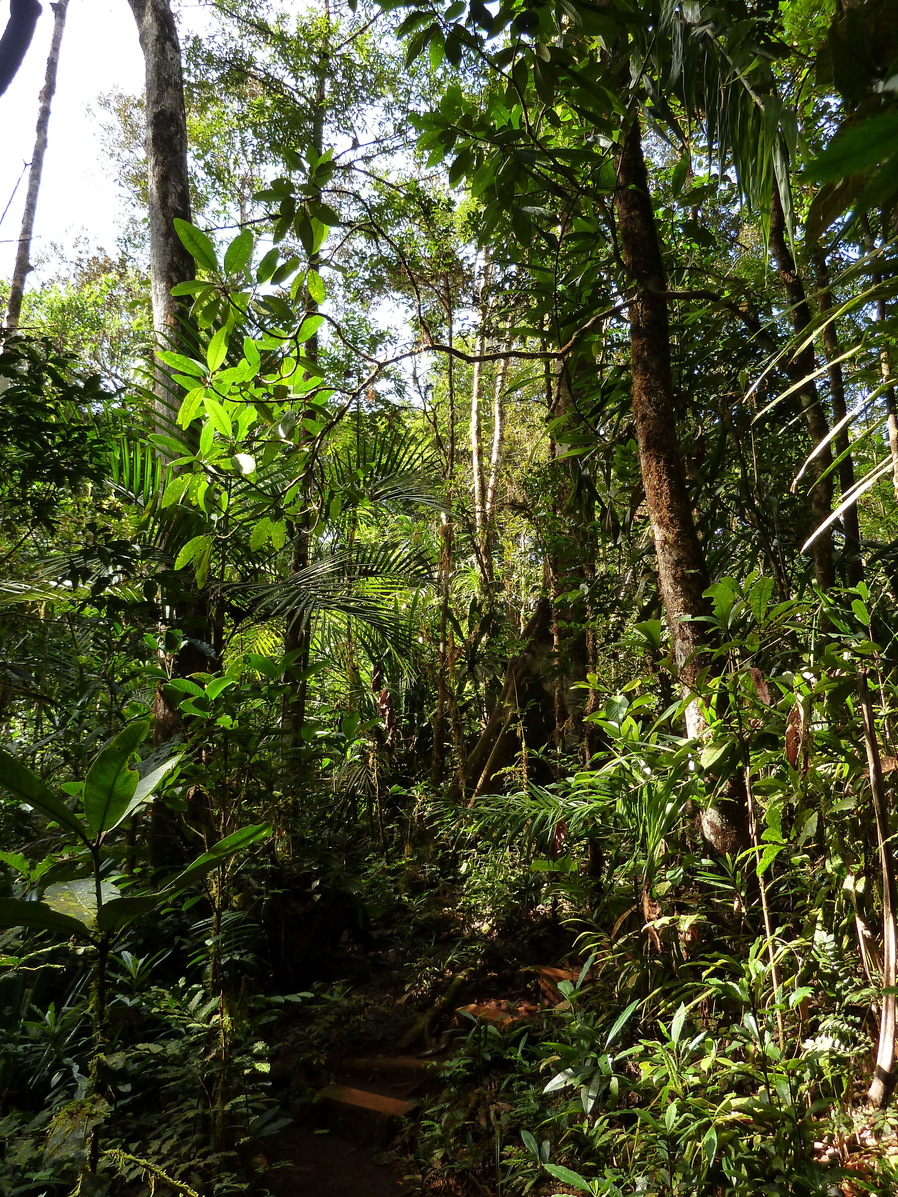 Picture New Caledonia Parc de la Riviere Bleue Le Grand Kaori 2010-05 48 - Discovery Le Grand Kaori